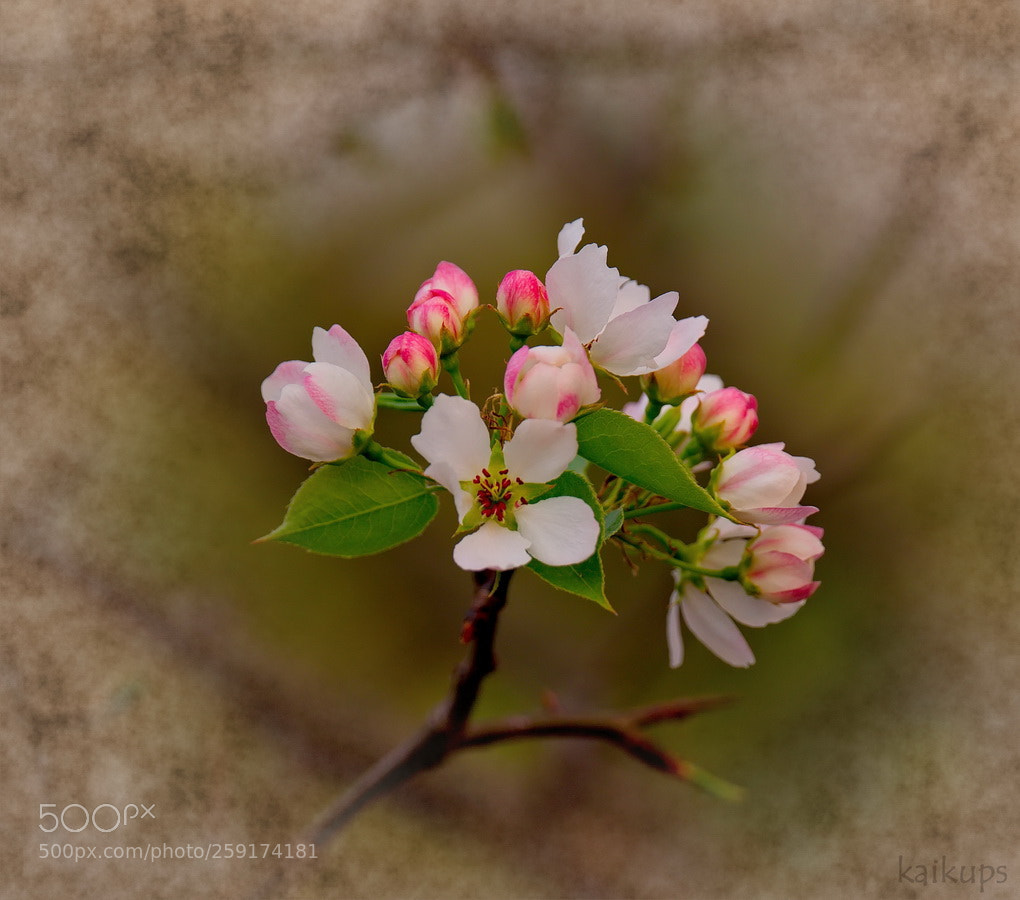 Fujifilm X-T1 sample photo. Apple blossom photography
