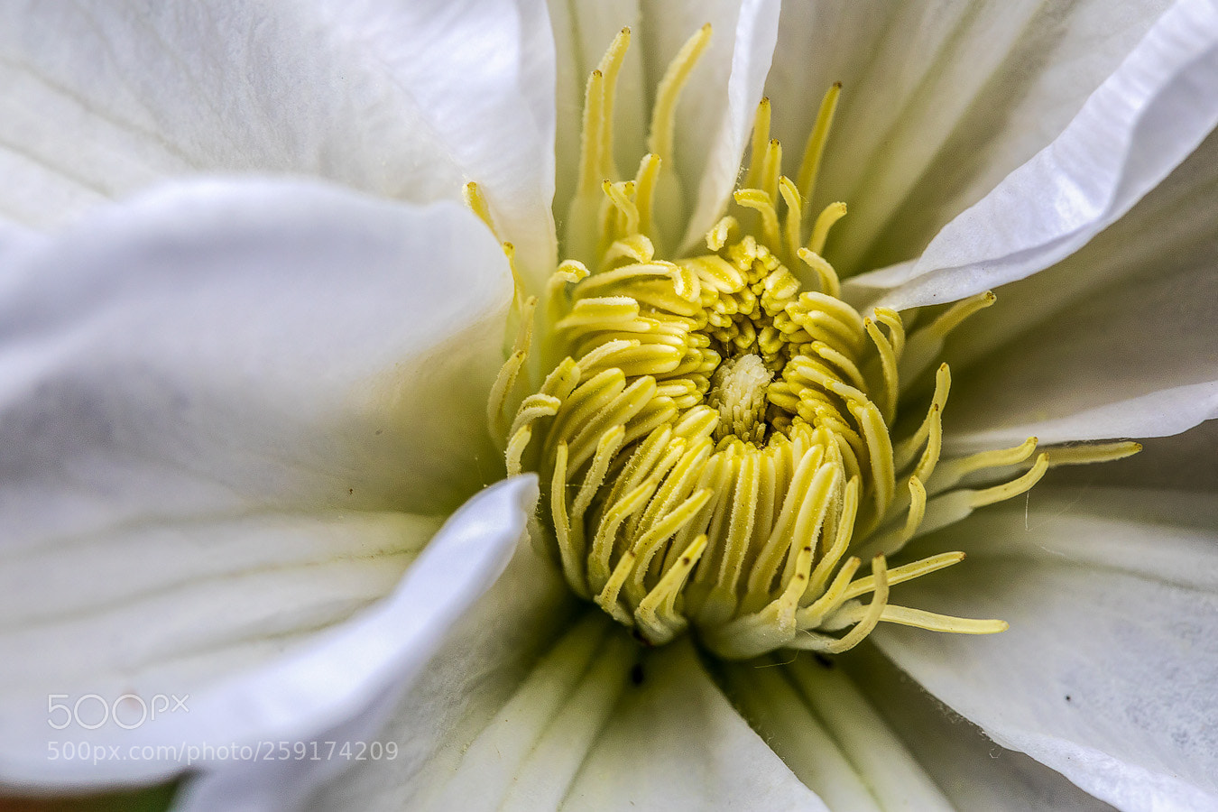 Canon EOS 5D Mark IV sample photo. Staubgef e einer wei photography
