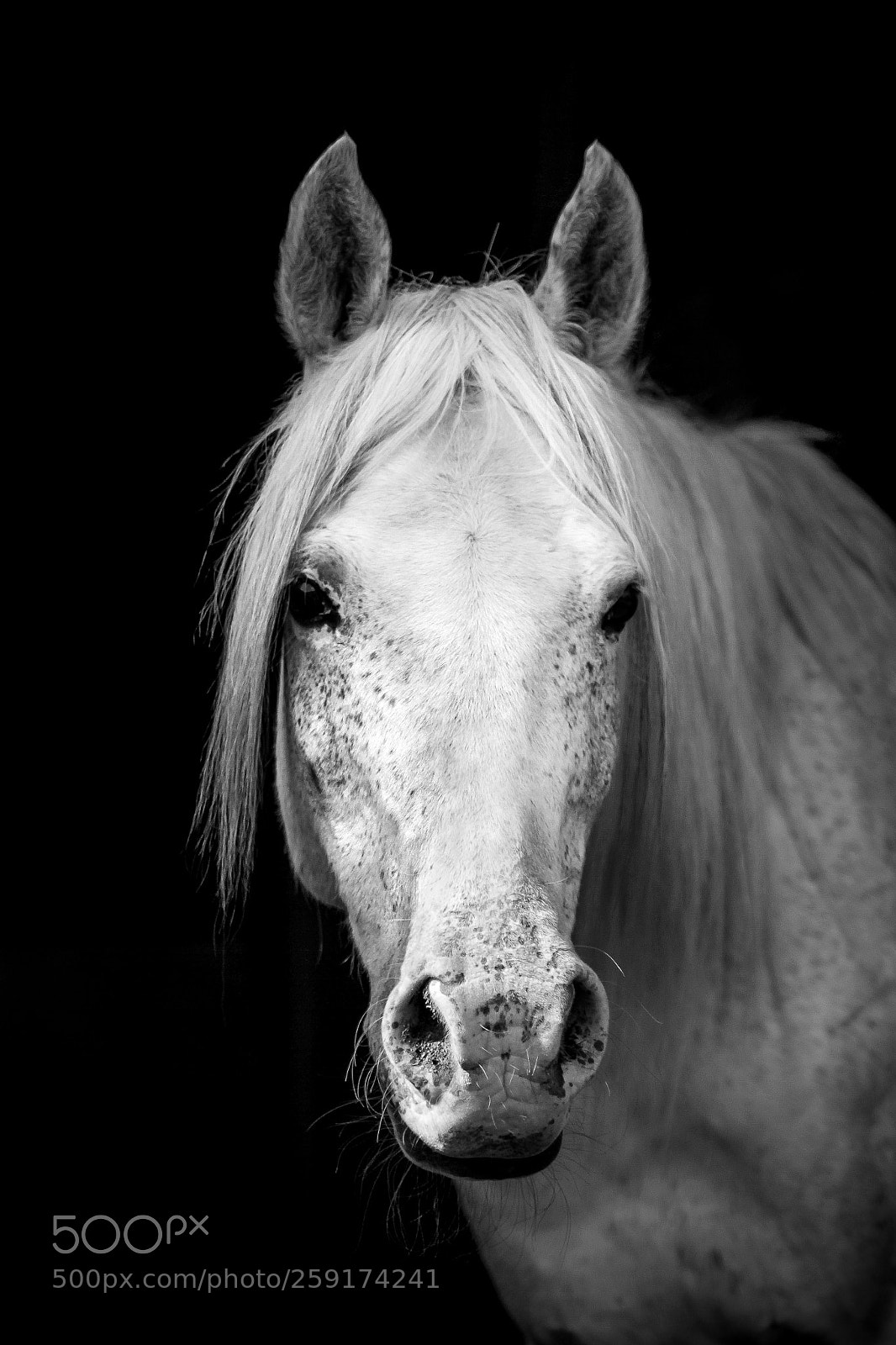Canon EOS 7D sample photo. Diego photography