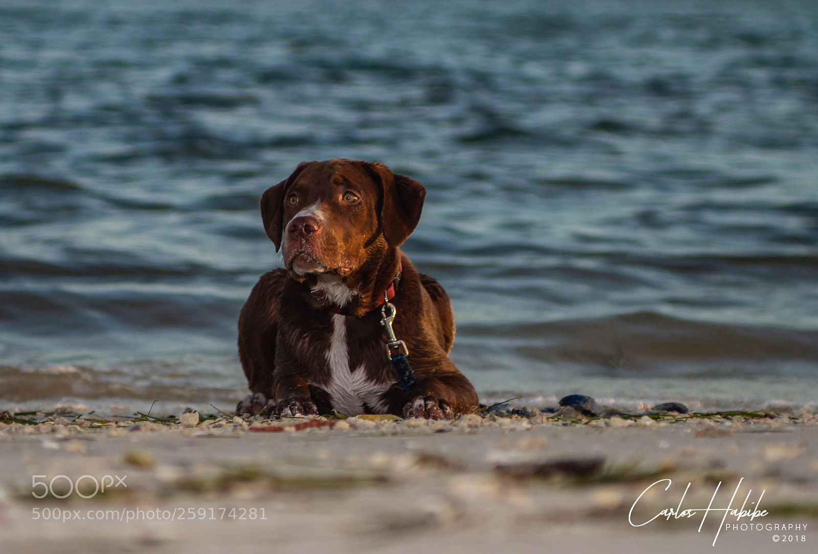 Canon EOS 7D sample photo. A pets life in photography