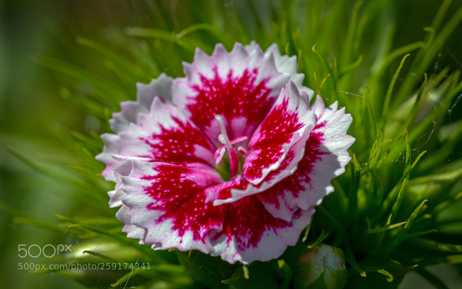 Nikon D800 sample photo. Fresh little blossom photography