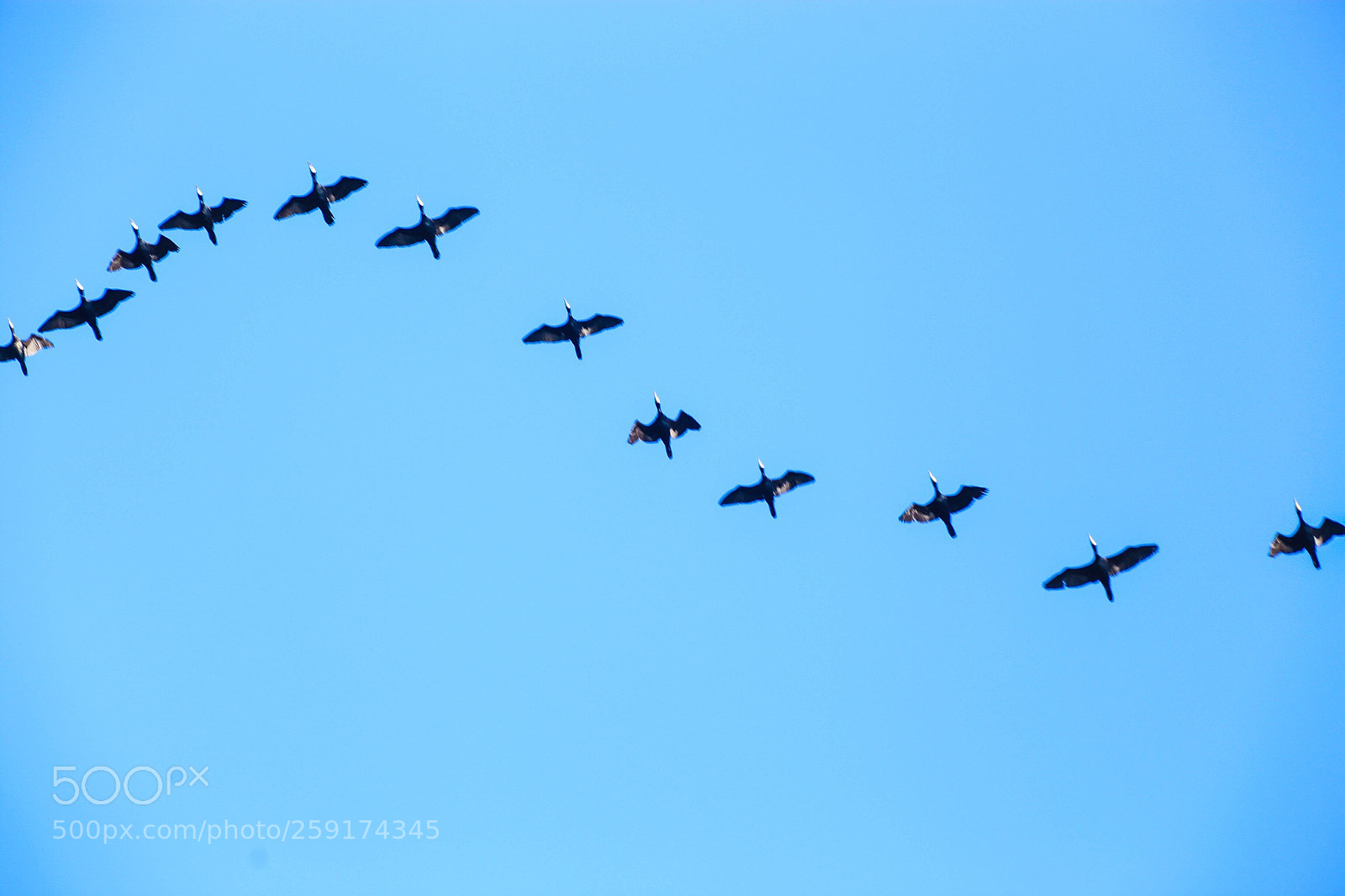 Canon EOS 6D sample photo. Wild goose photography