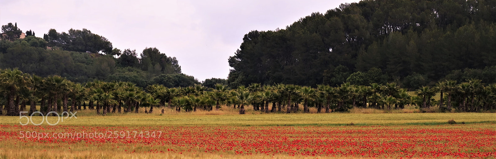 Panasonic Lumix DC-GH5 sample photo. Poppies and palms photography