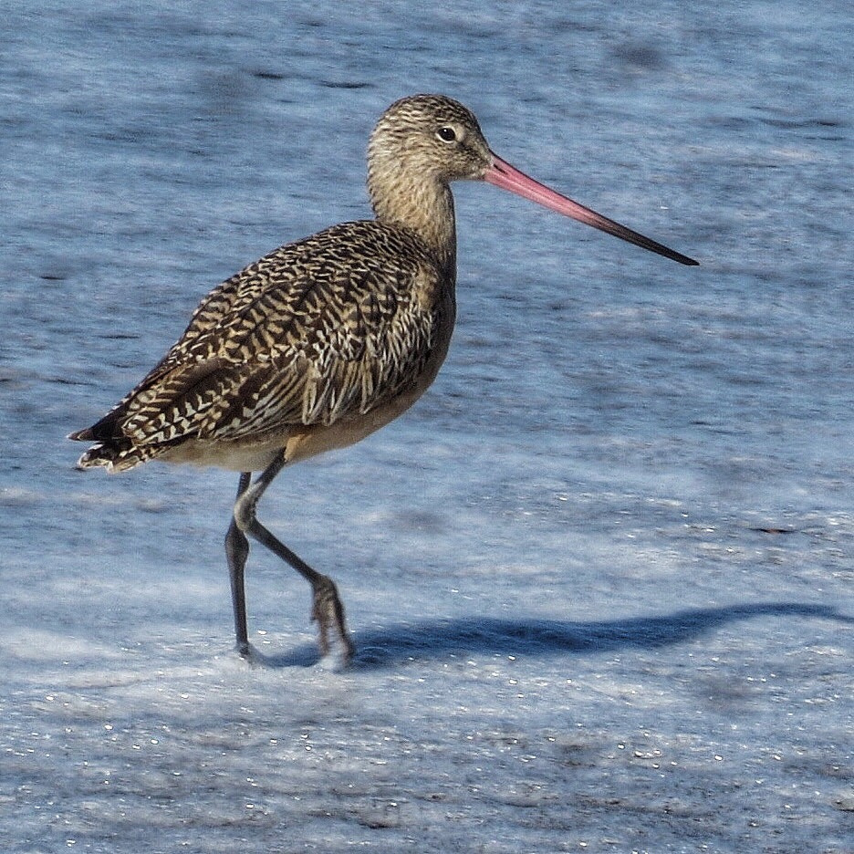 Canon PowerShot SX280 HS sample photo. Marbled godwit photography