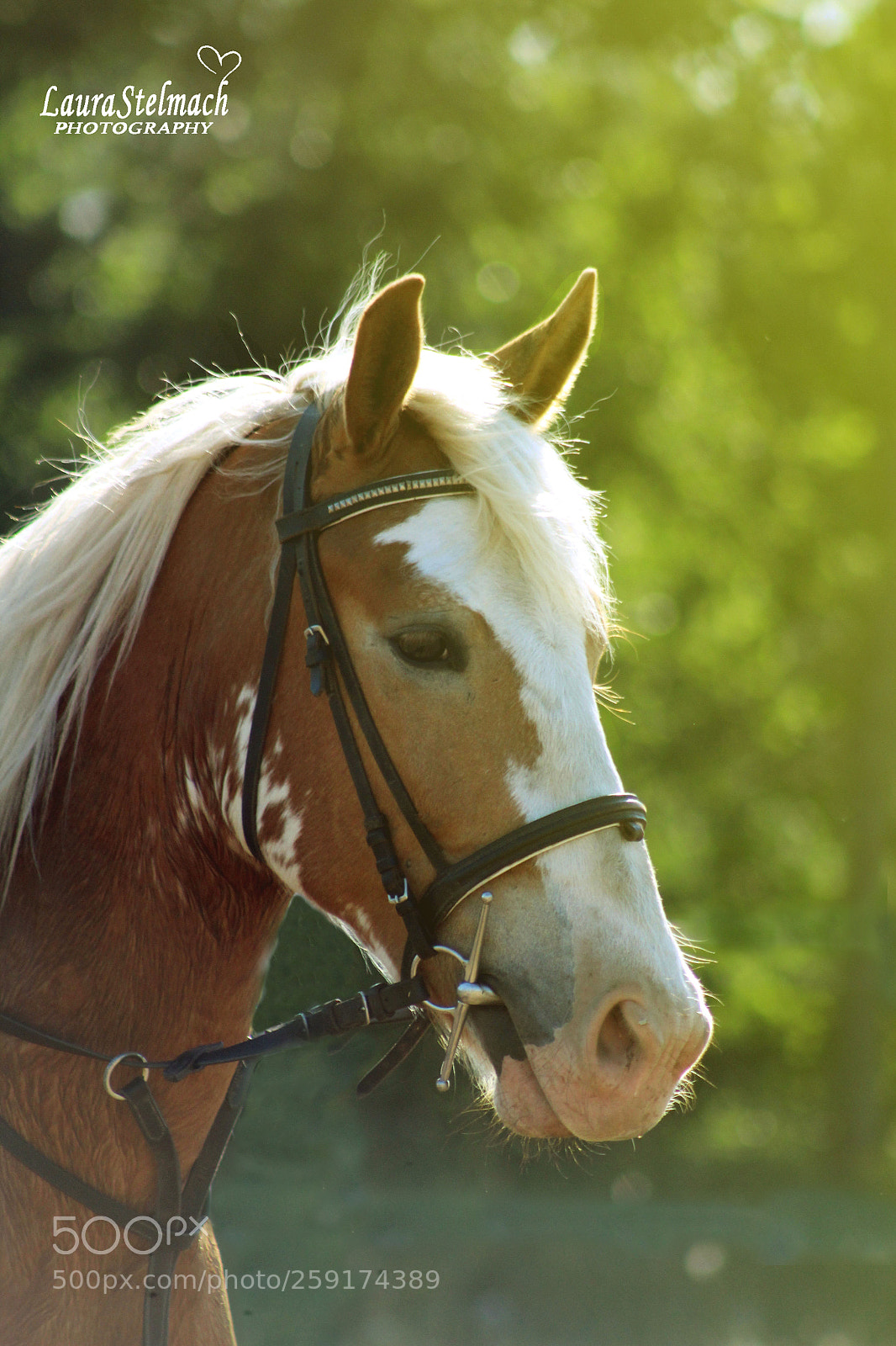 Canon EOS 1200D (EOS Rebel T5 / EOS Kiss X70 / EOS Hi) sample photo. Mustang photography