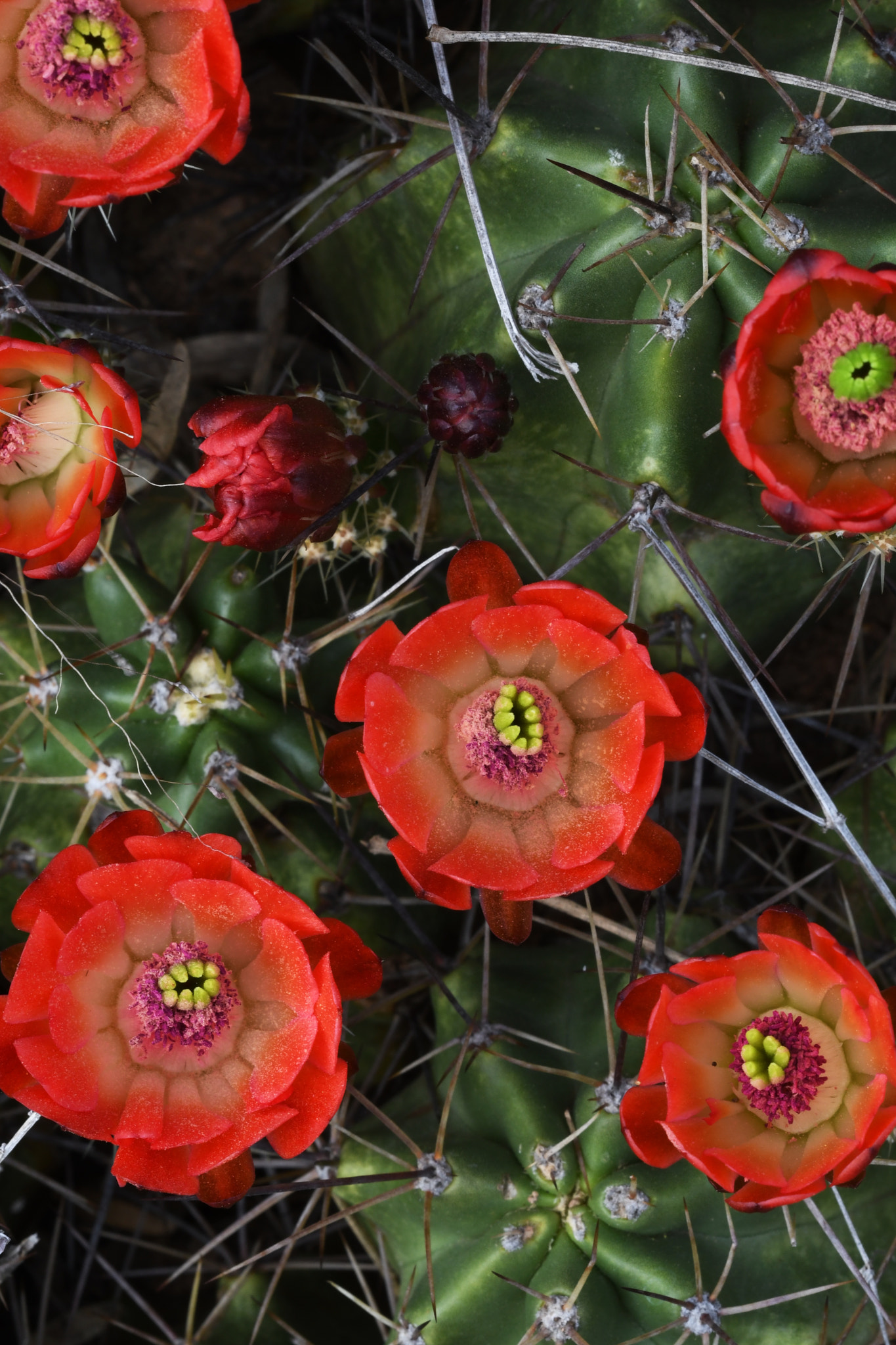 Nikon D500 + Sigma 150mm F2.8 EX DG OS Macro HSM sample photo. Cactus caucus photography