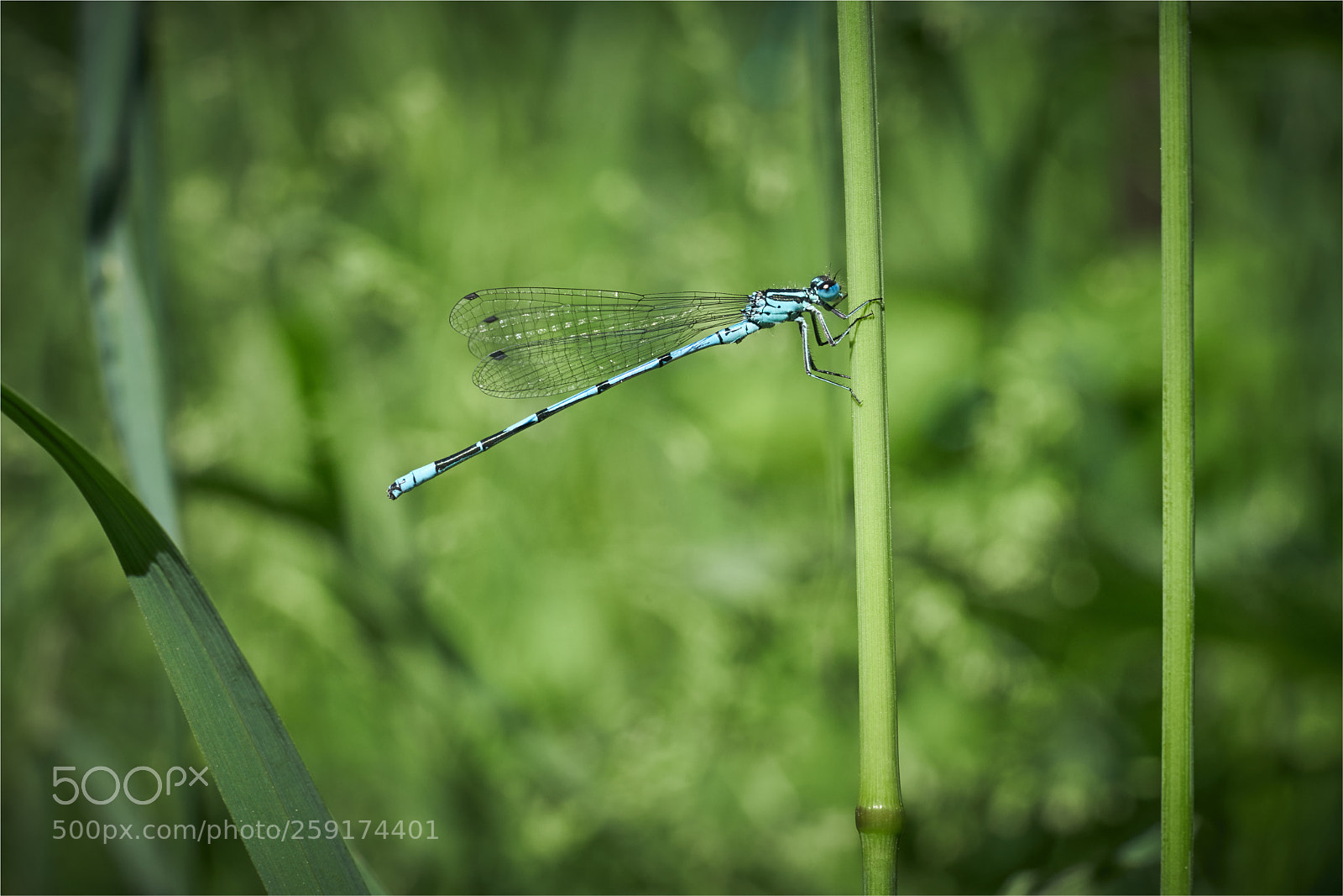 Sony a7 sample photo. Dragonfly photography