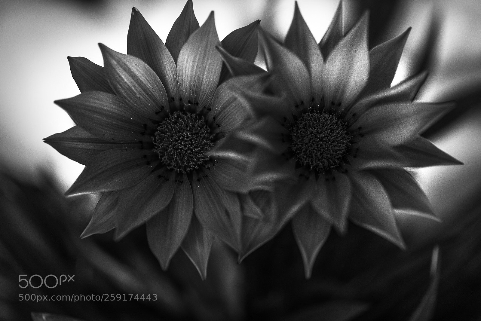 Nikon D810 sample photo. Daisies photography