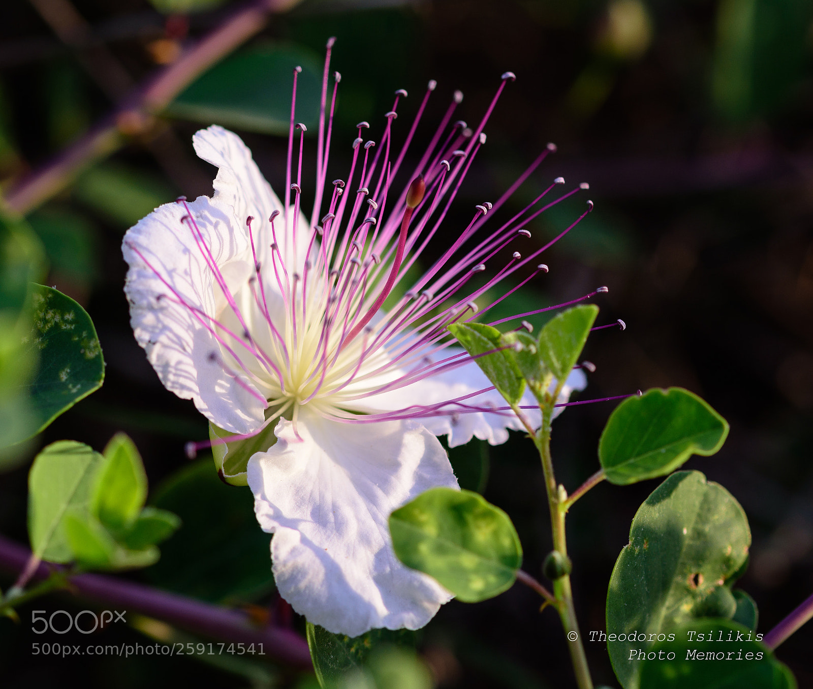 Nikon D7200 sample photo. Full bloom photography