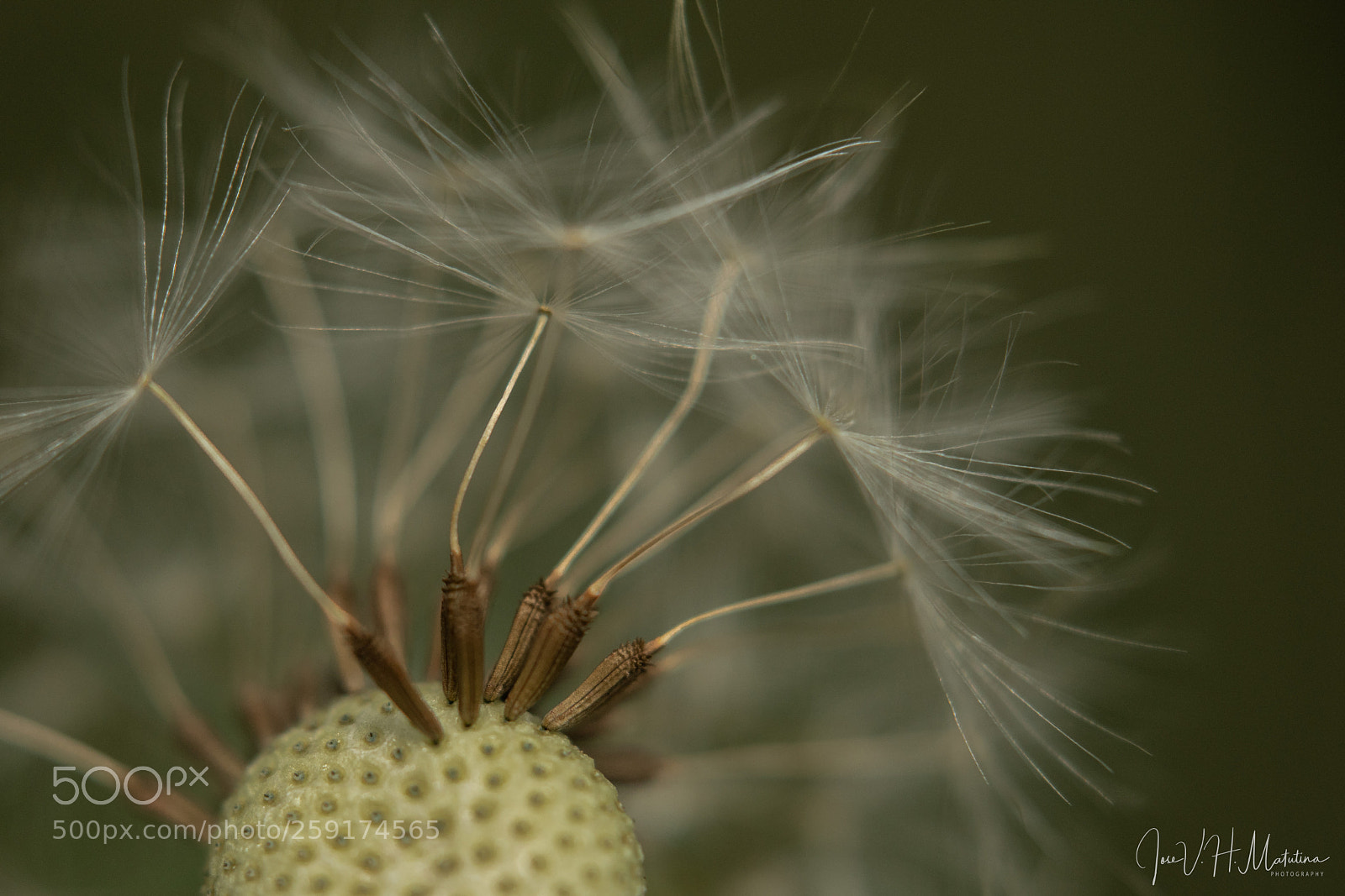 Sony a7R II sample photo. Dandelion, a study photography