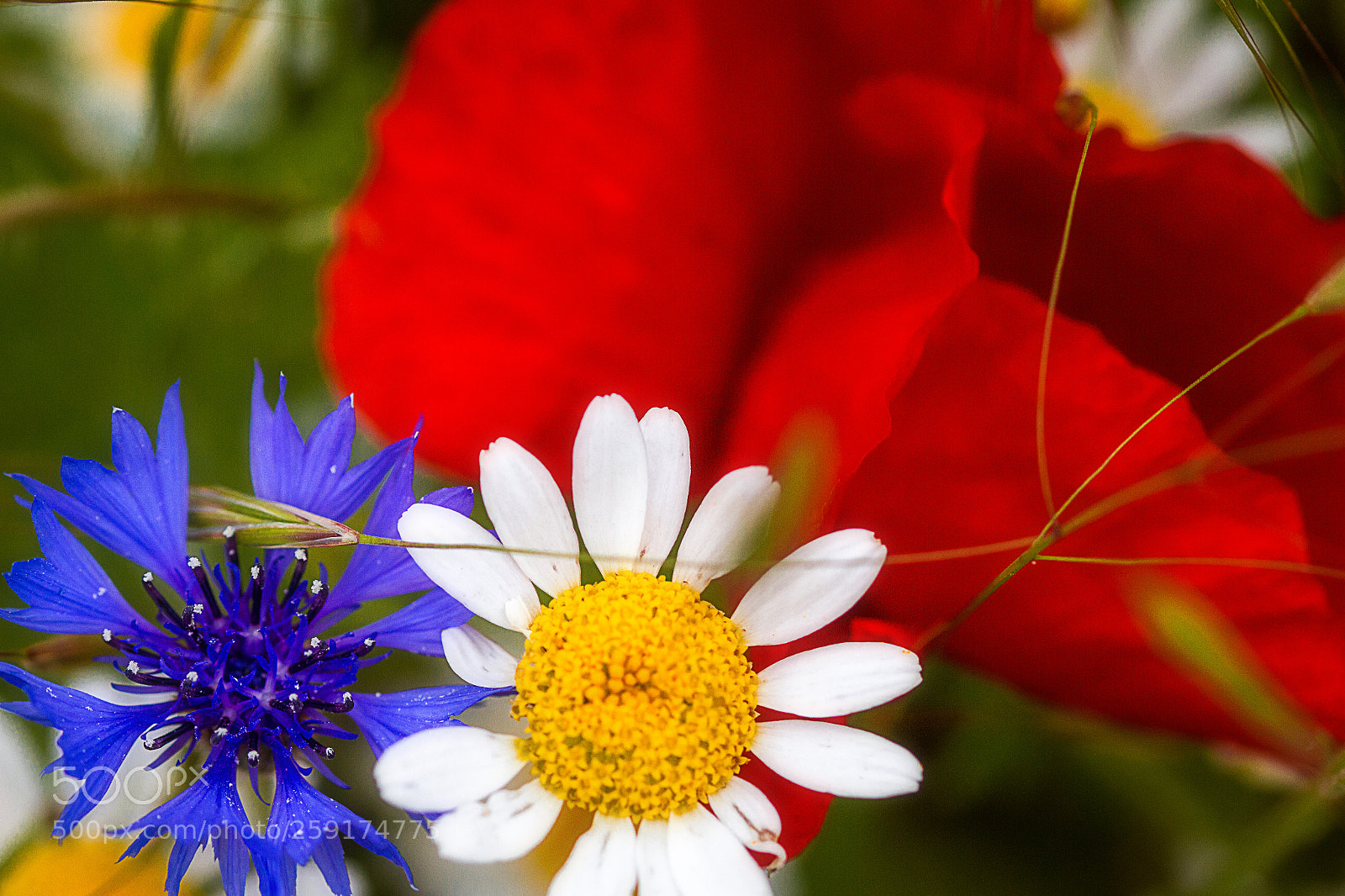 Canon EOS 7D sample photo. Fieldflowers mix photography