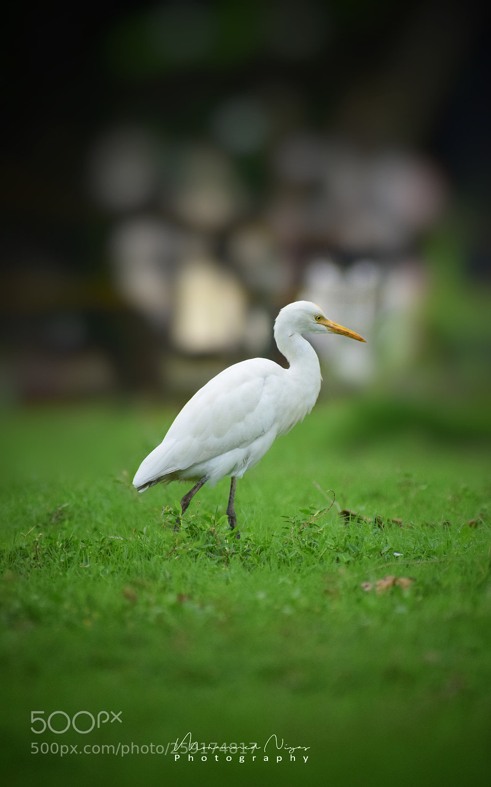 Nikon D5300 sample photo. Swan  photography