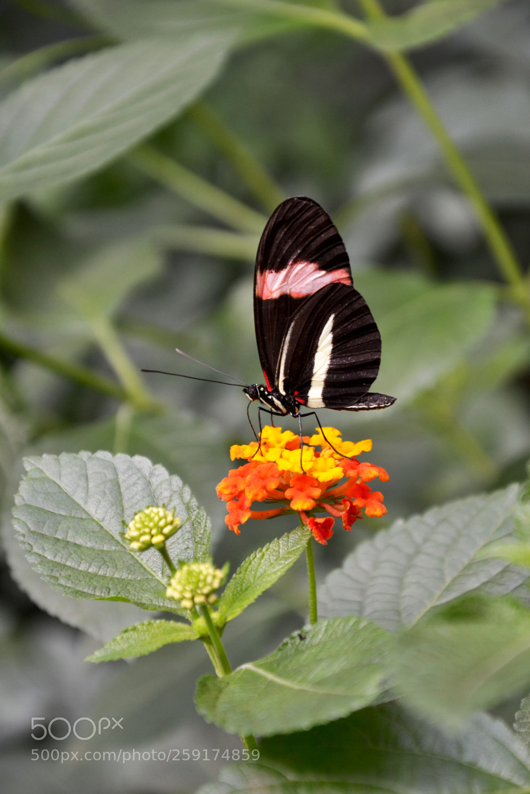 Nikon D3100 sample photo. Bfy photography