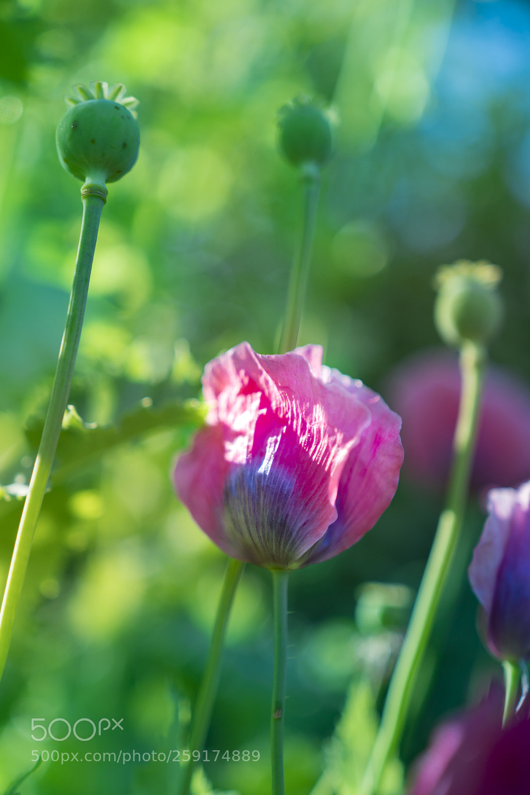Sony a6300 sample photo. Pink poppies photography