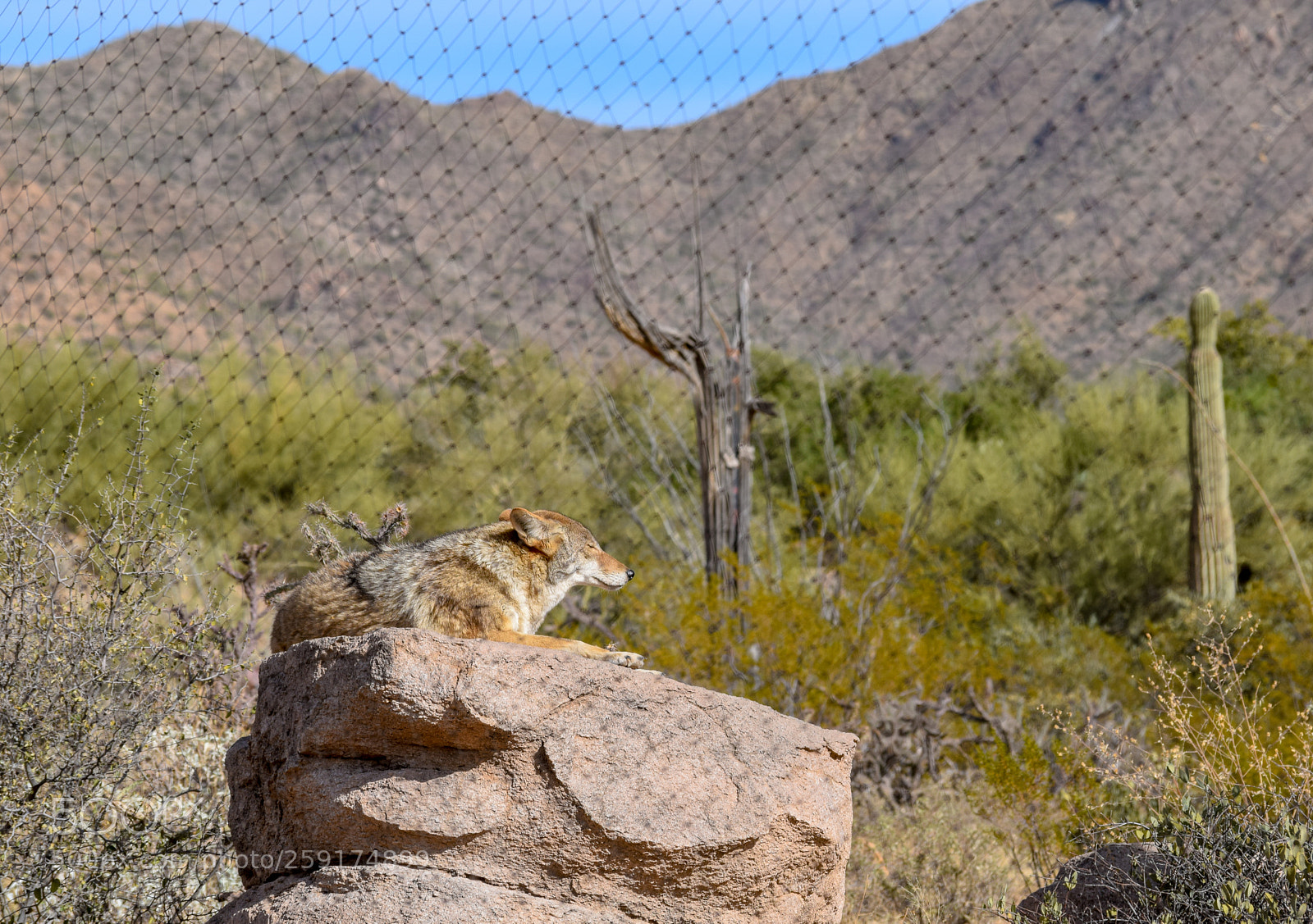 Nikon D5300 sample photo. Coyote @ arizona-sonora desert museum photography