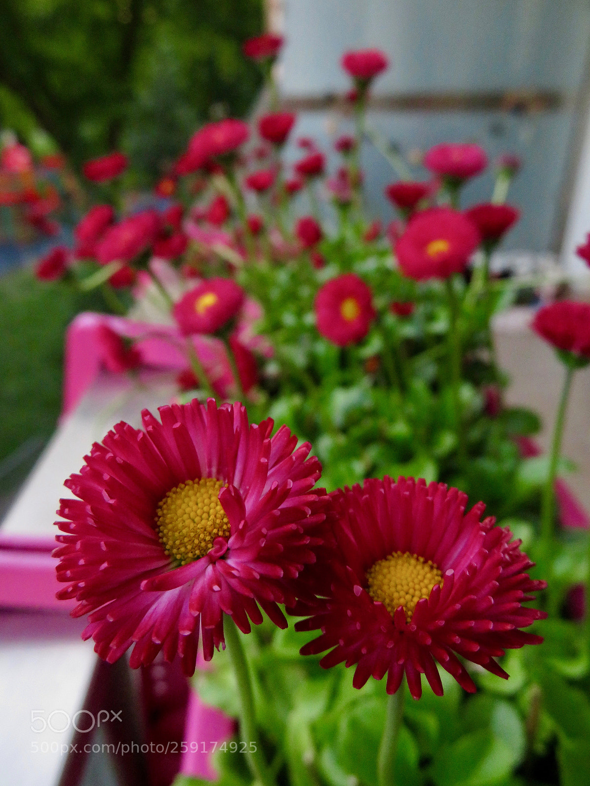 Canon PowerShot SX720 HS sample photo. Balcony flowers photography