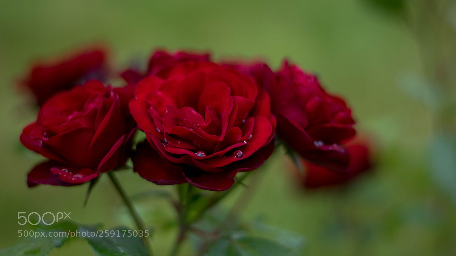 Nikon D3300 sample photo. Blooming photography