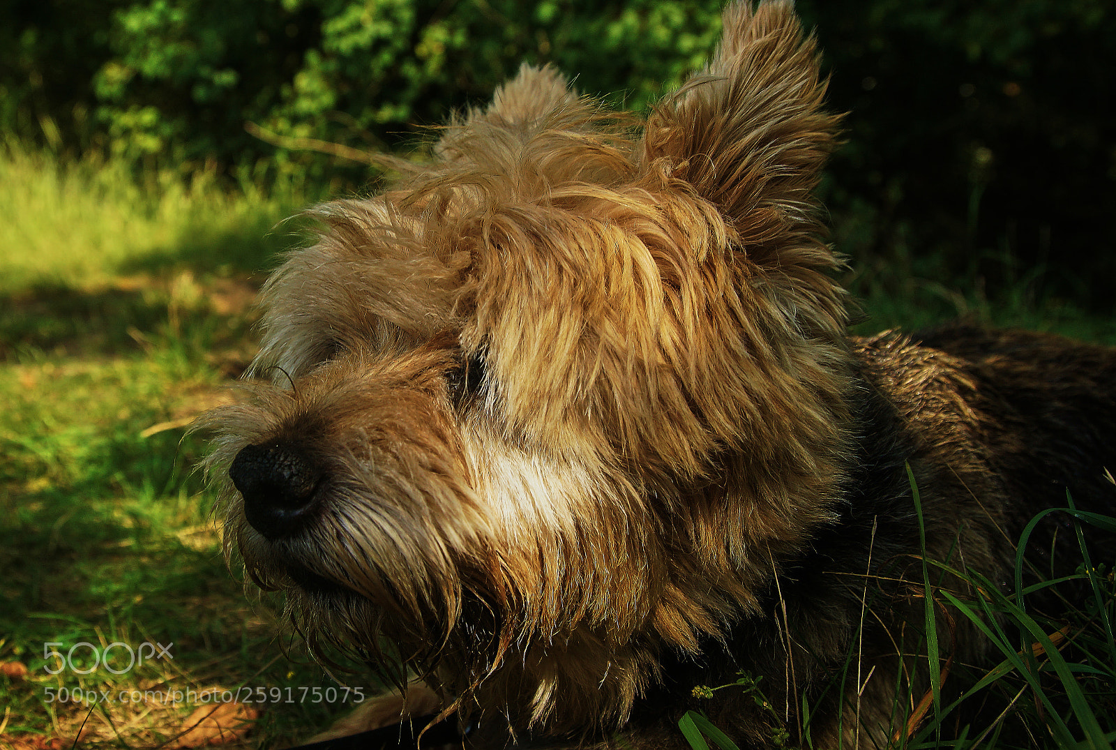 Sony ILCA-77M2 sample photo. My furry friend carlo photography