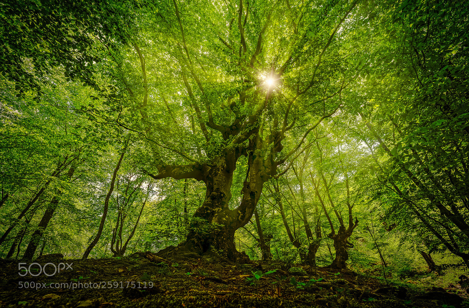 Pentax K-1 sample photo. Ancient beech forests of photography