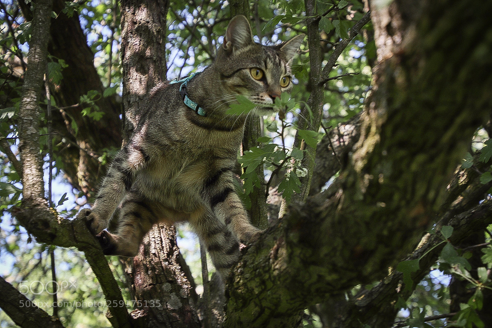 Canon EOS 77D (EOS 9000D / EOS 770D) sample photo. Freedom photography