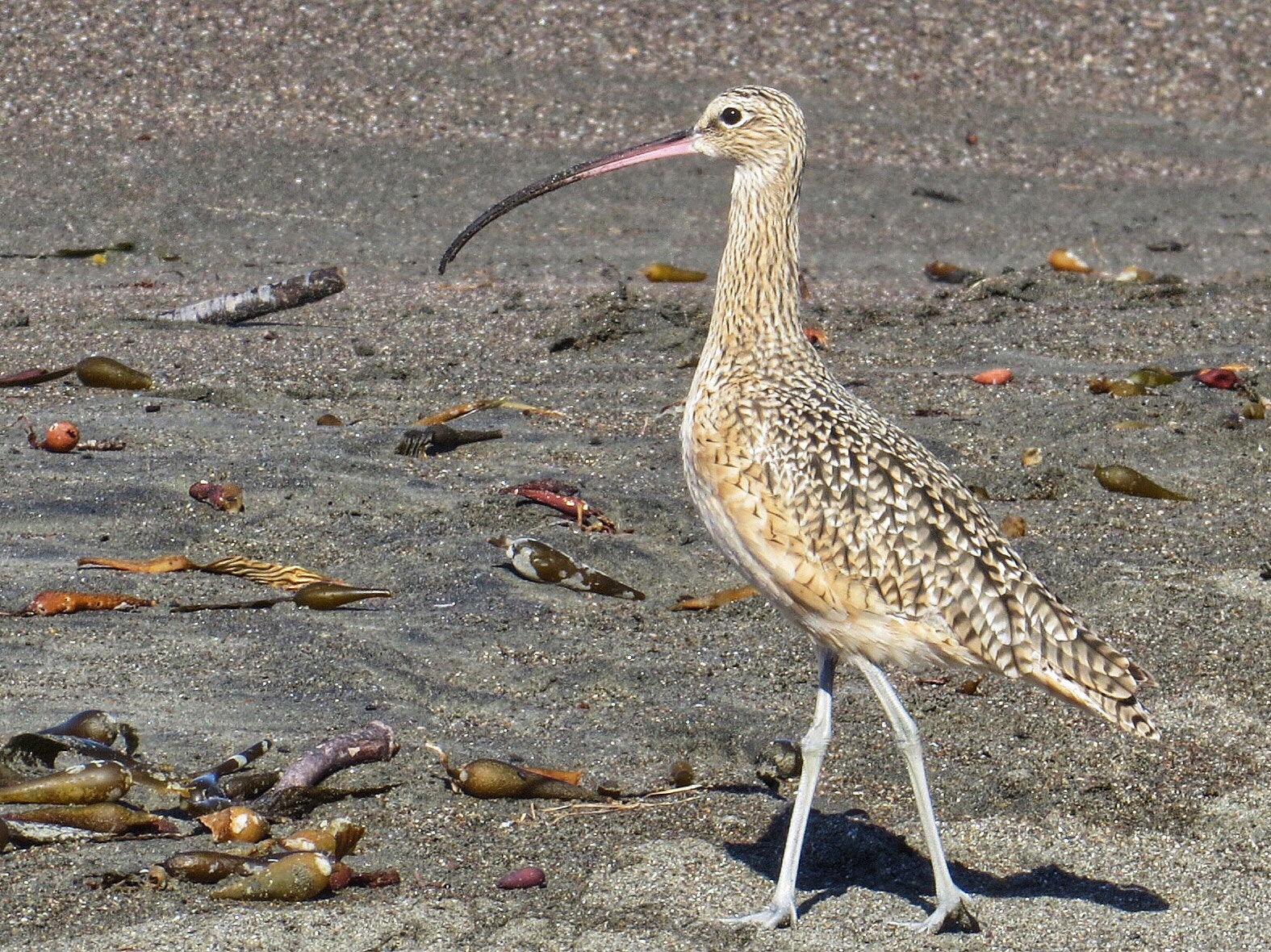 Canon PowerShot SX280 HS sample photo. Long-billed curlew photography