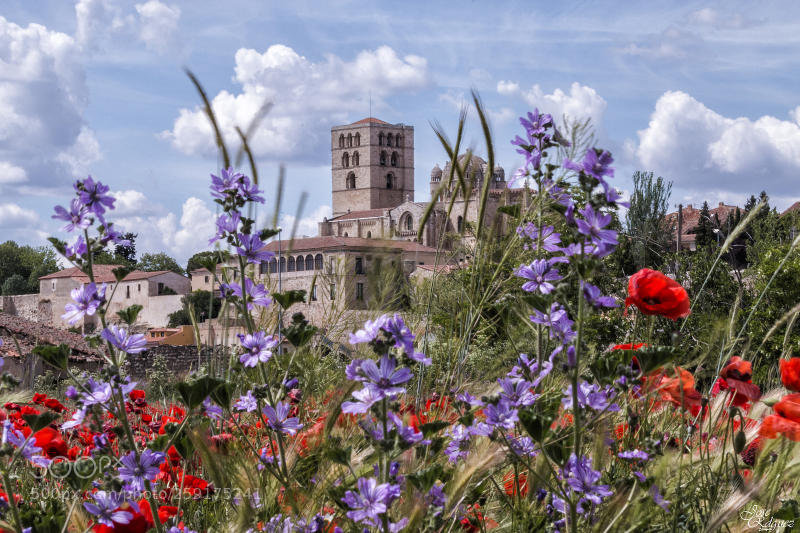 Canon EOS 70D sample photo. Entre flores photography