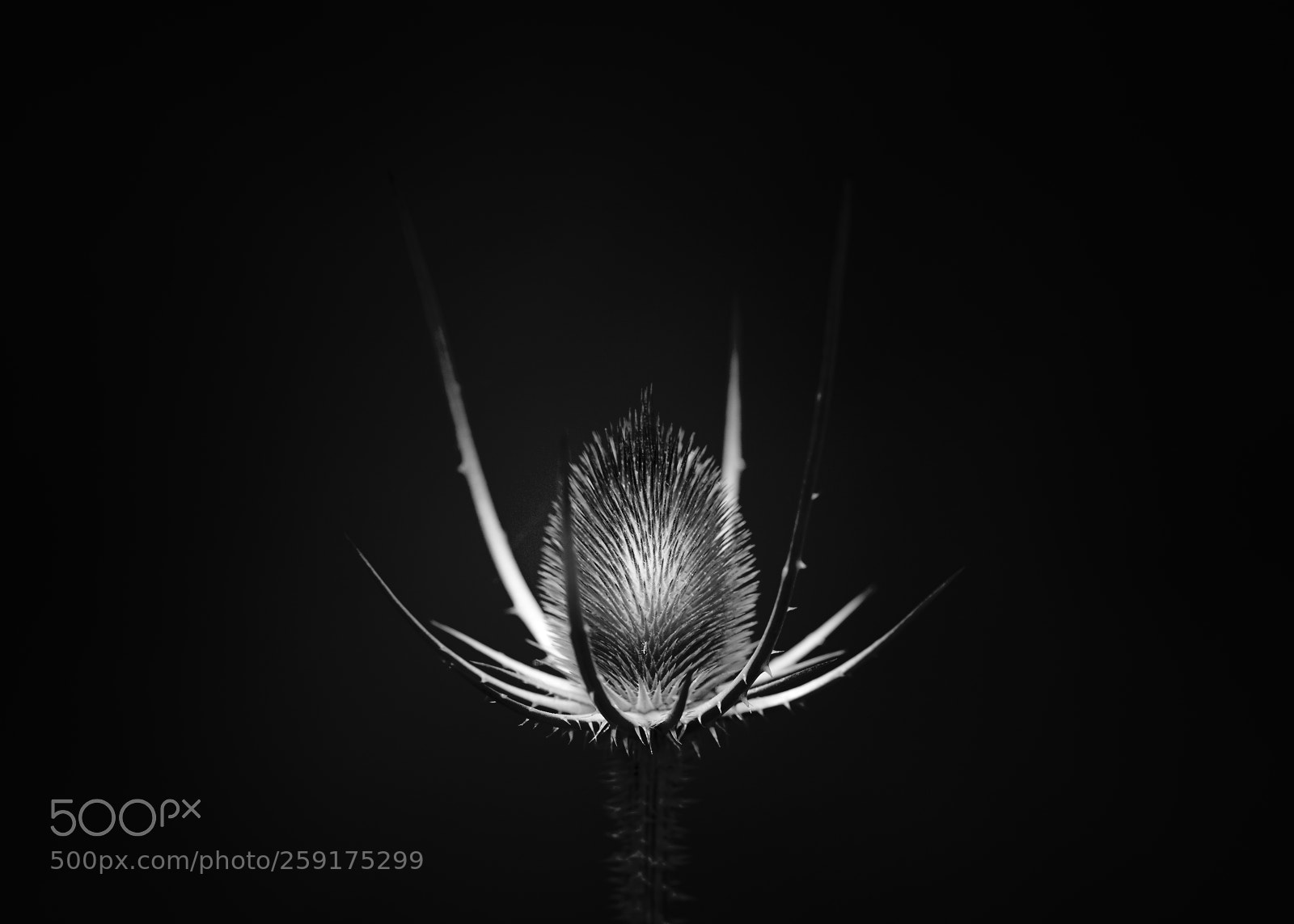 Canon EOS-1D Mark IV sample photo. Teasel photography