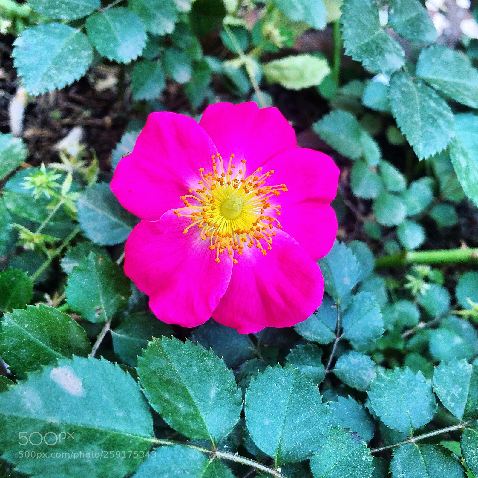 Apple iPhone 5s sample photo. Rose rose photography
