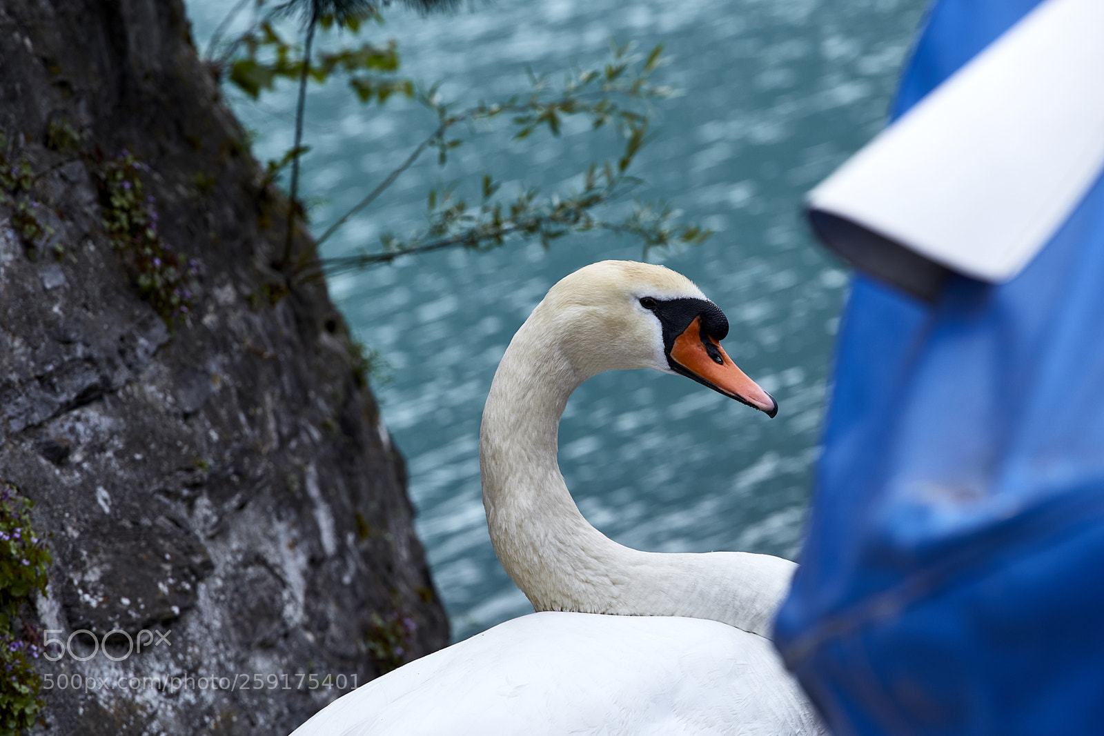 Canon EOS 6D sample photo. Schwan photography
