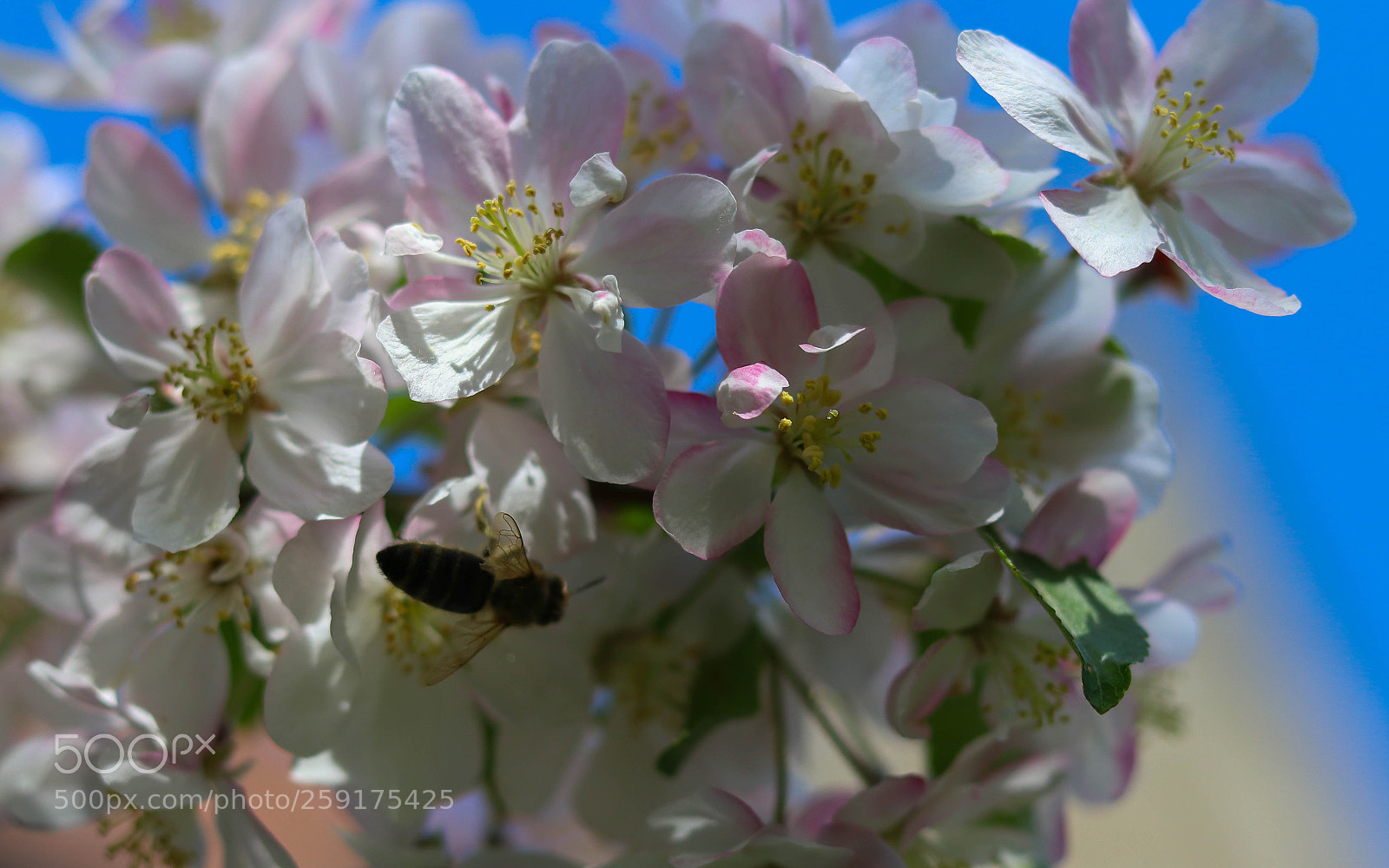 Canon EOS 80D sample photo. Bee photography