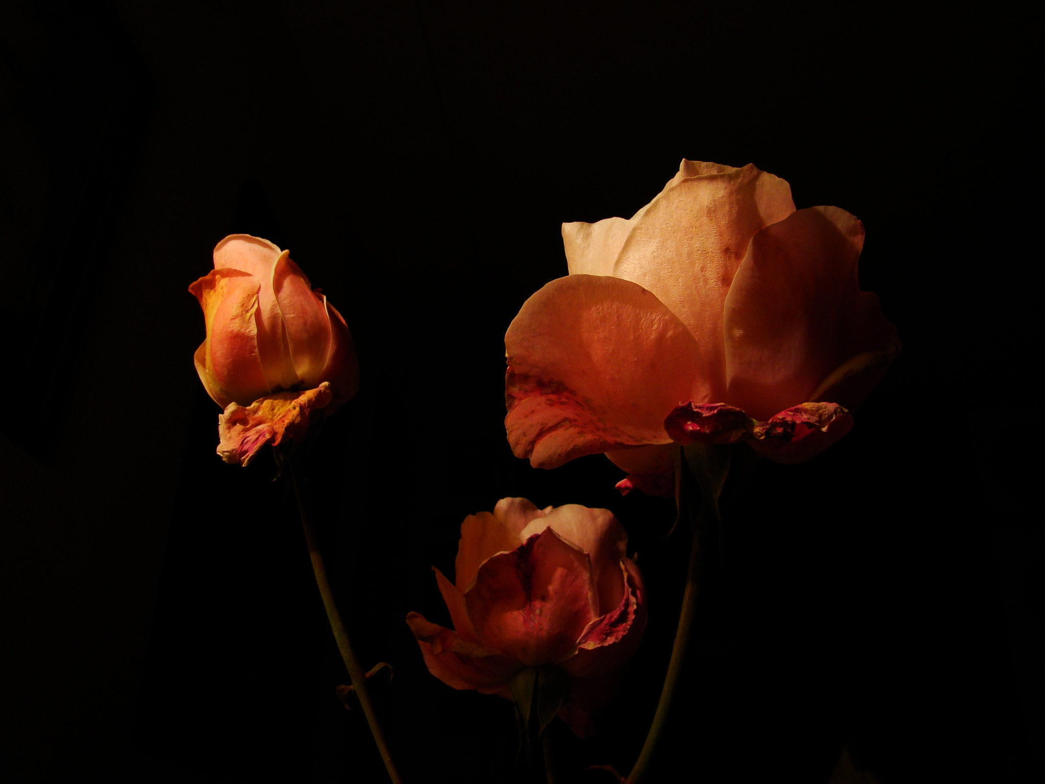Sony DSC-H9 sample photo. From the shadows photography