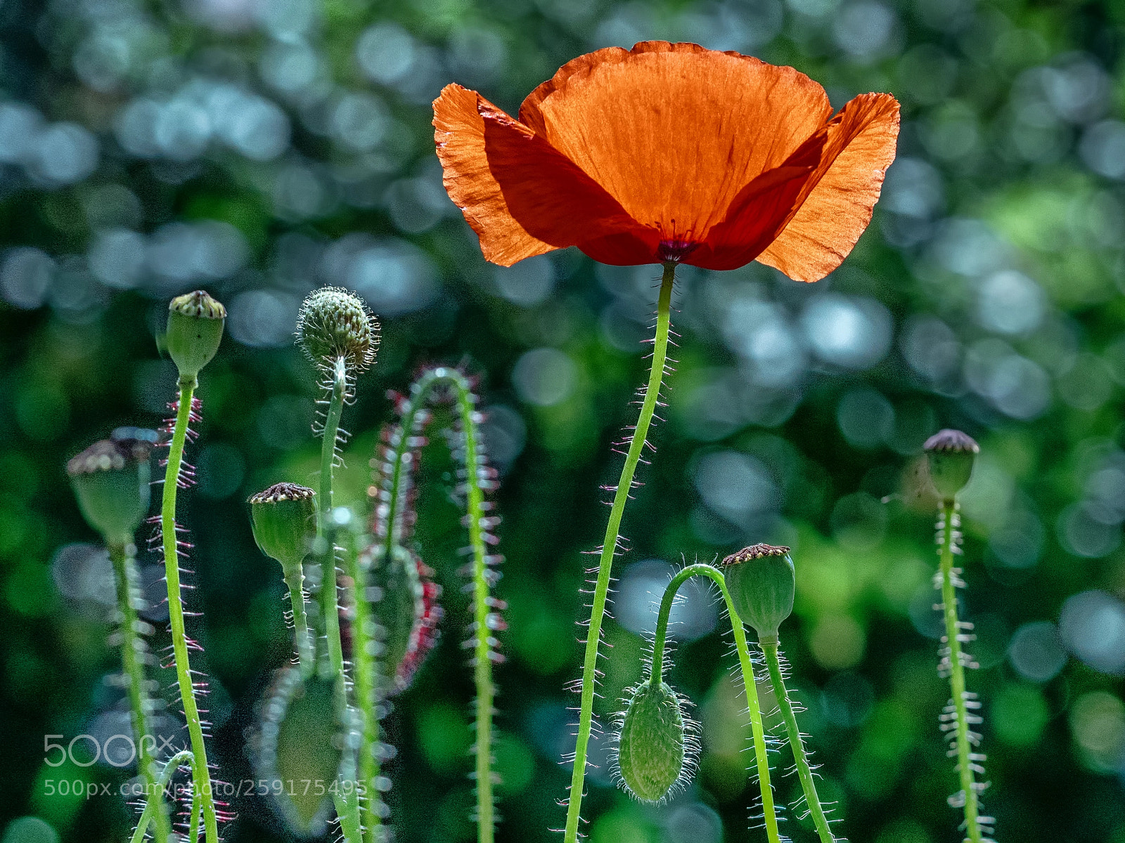 Panasonic Lumix DC-G9 sample photo. Poppy photography