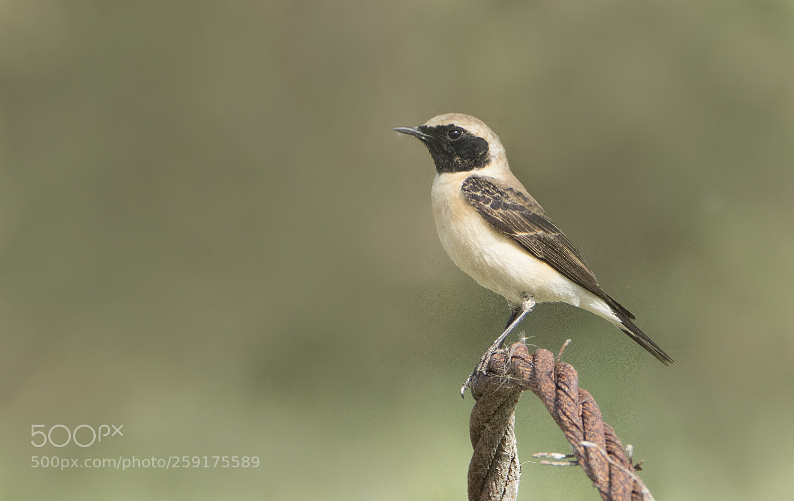 Canon EOS 7D Mark II sample photo. Black-eared wheater - kara photography