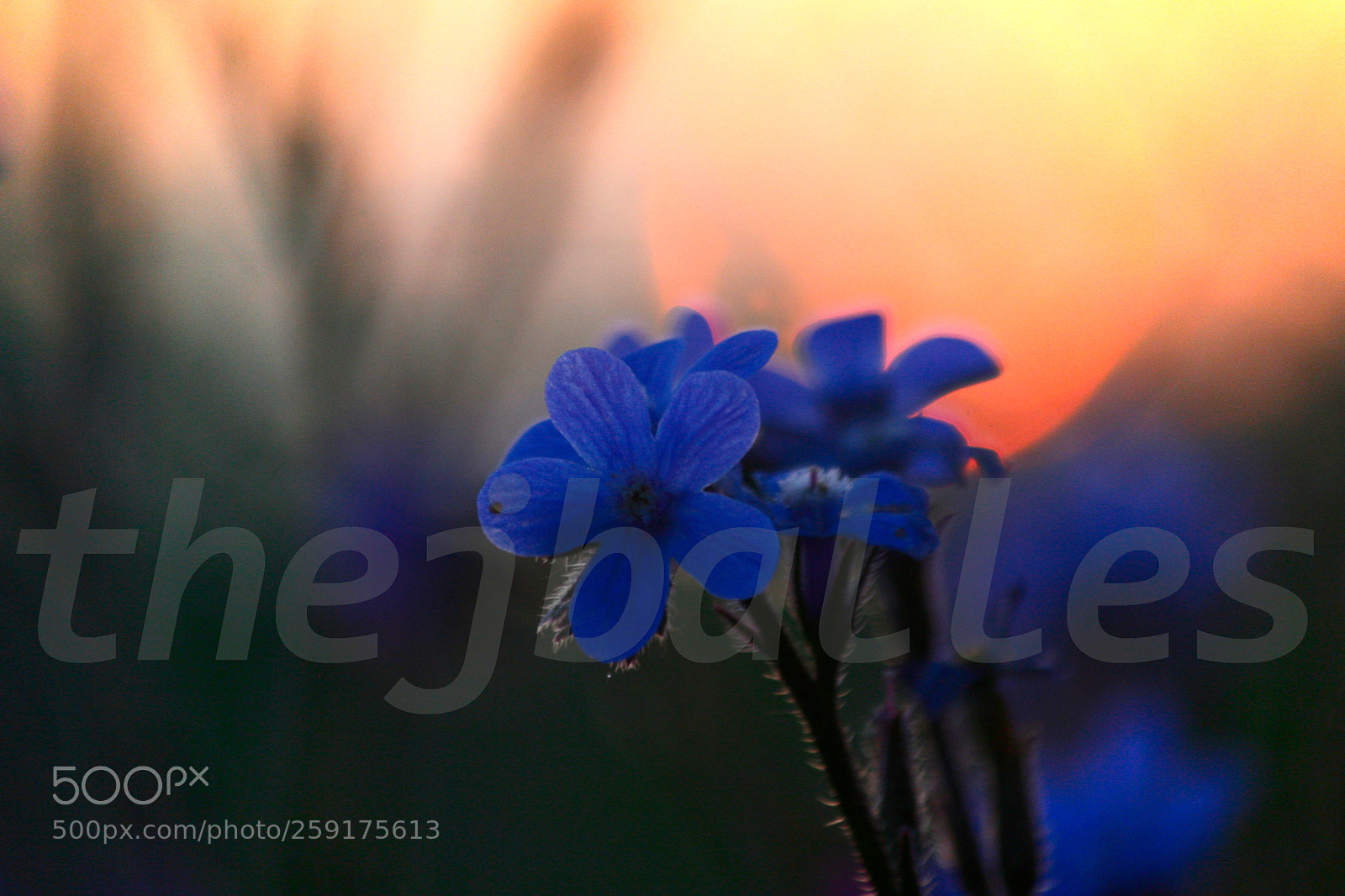 Canon EOS 30D sample photo. Floral dawn photography