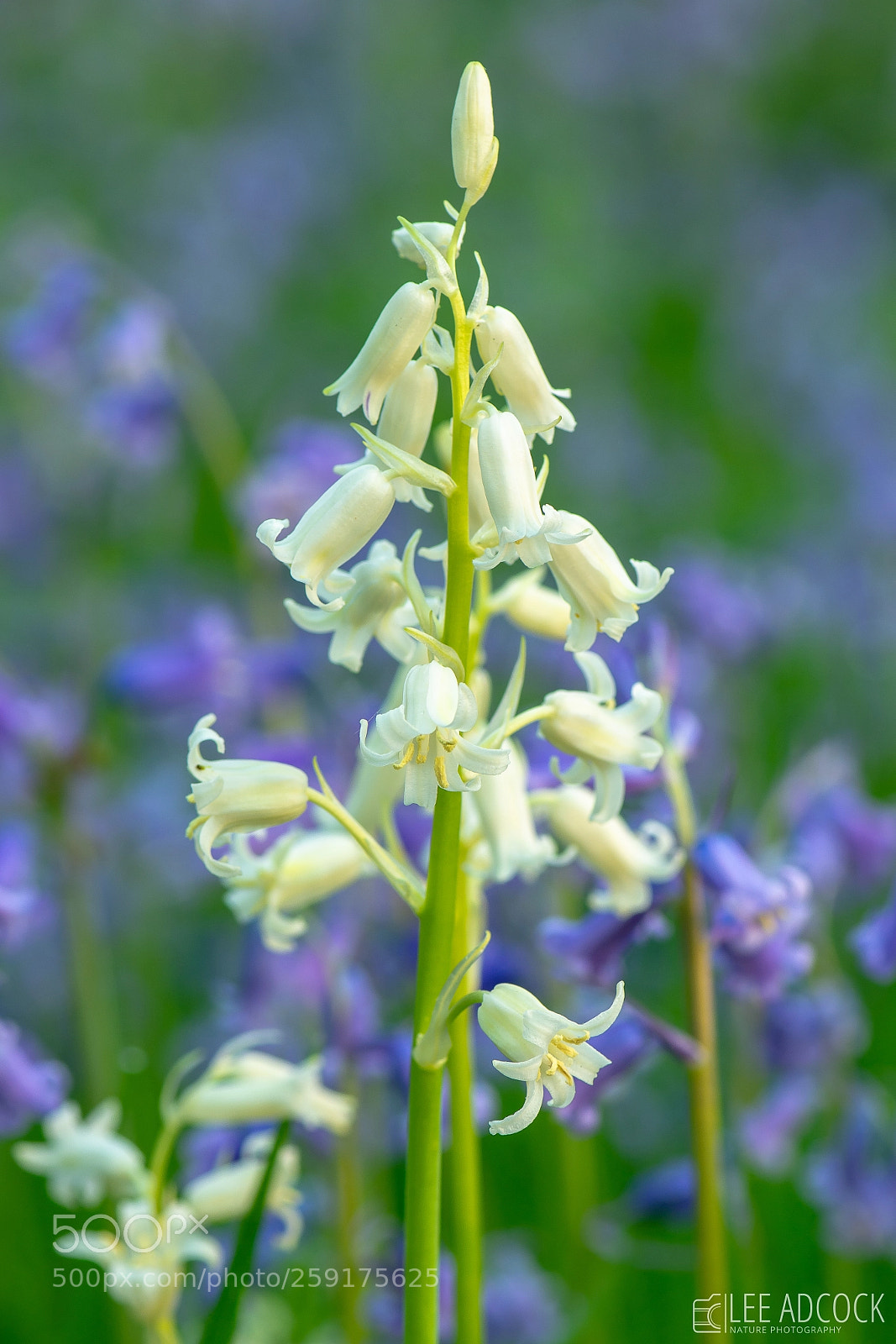 Nikon D7200 sample photo. White bluebell photography