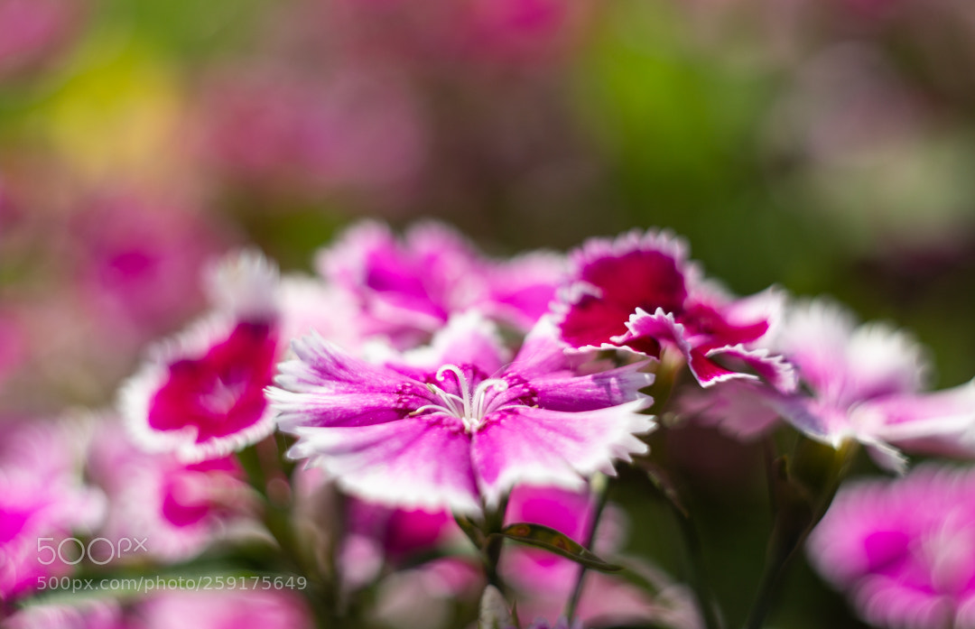 Canon EOS 6D sample photo. Untitled photography