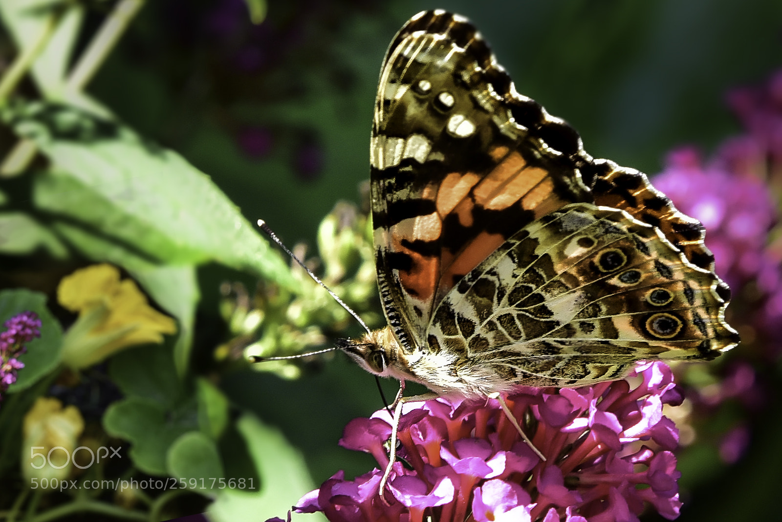 Nikon D750 sample photo. Flutter photography