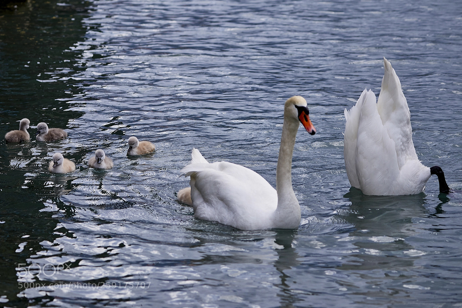Canon EOS 5D Mark IV sample photo. Schwan photography