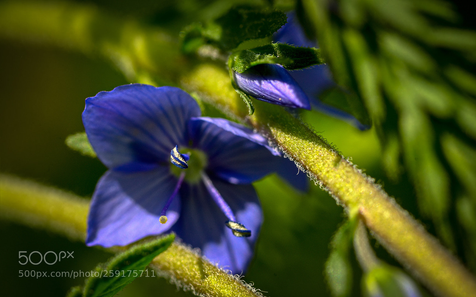 Nikon D800 sample photo. Small blossom in blue photography