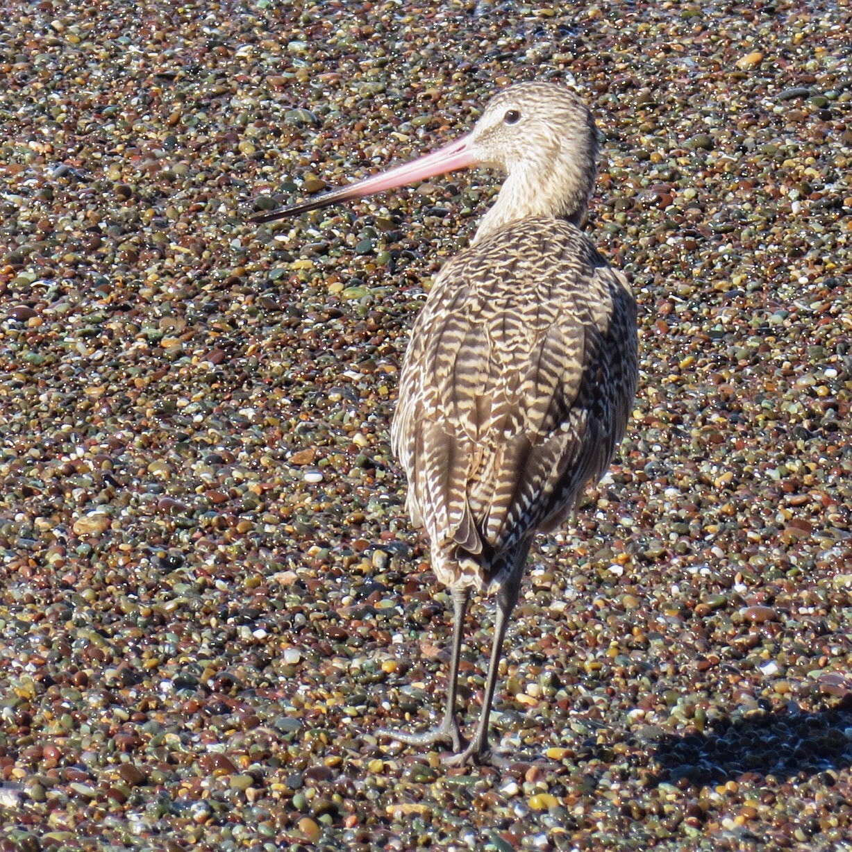 Canon PowerShot SX280 HS sample photo. Godwit on pebbles photography