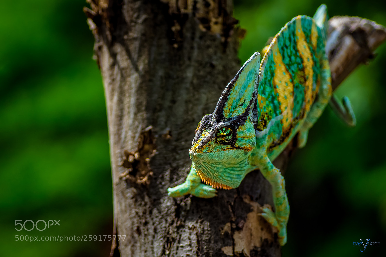 Sony SLT-A68 sample photo. Chameleon photography