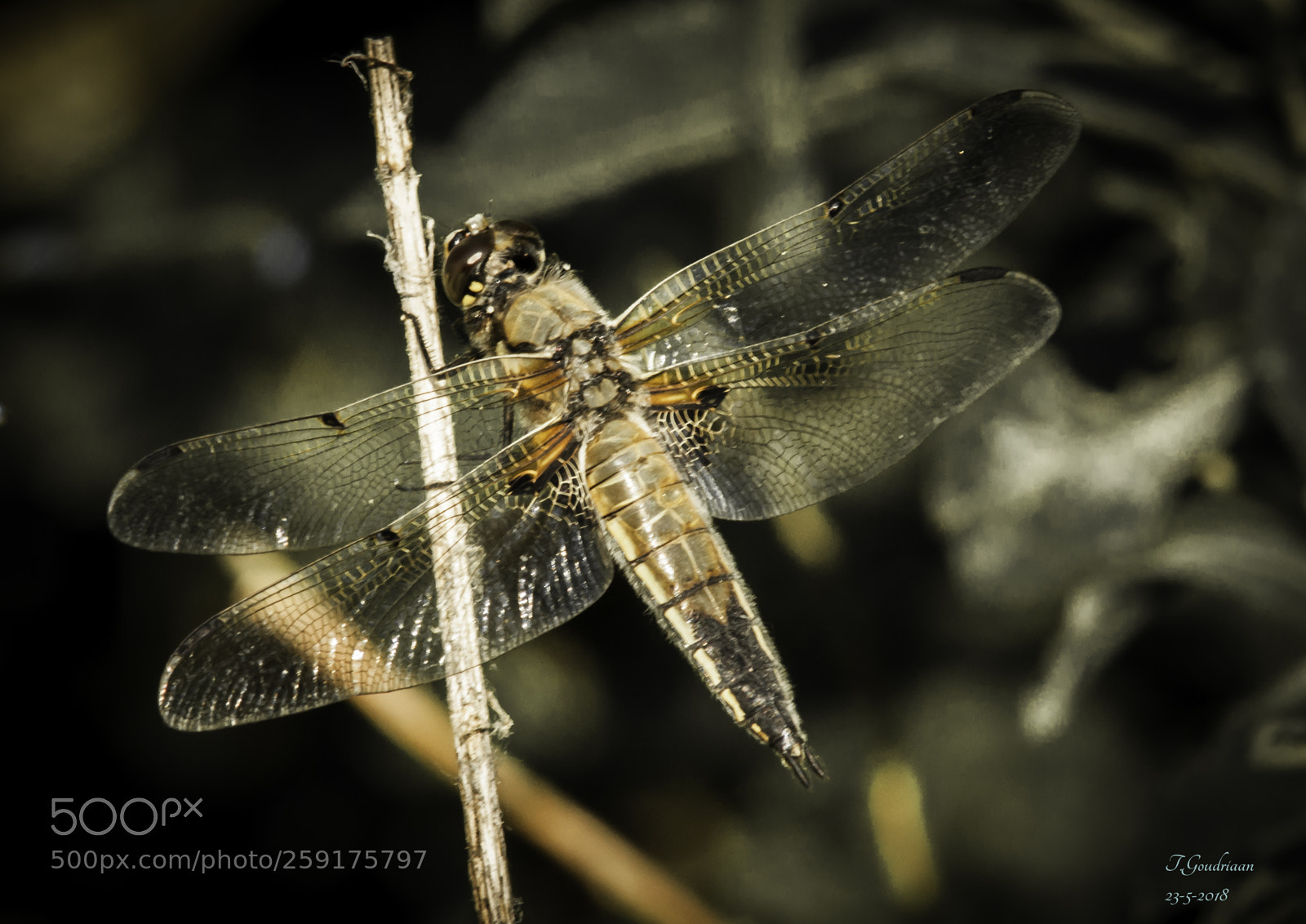 Nikon D5000 sample photo. Dragonfly photography
