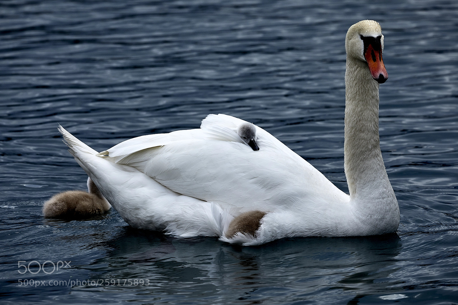 Canon EOS 5D Mark IV sample photo. Schwan photography