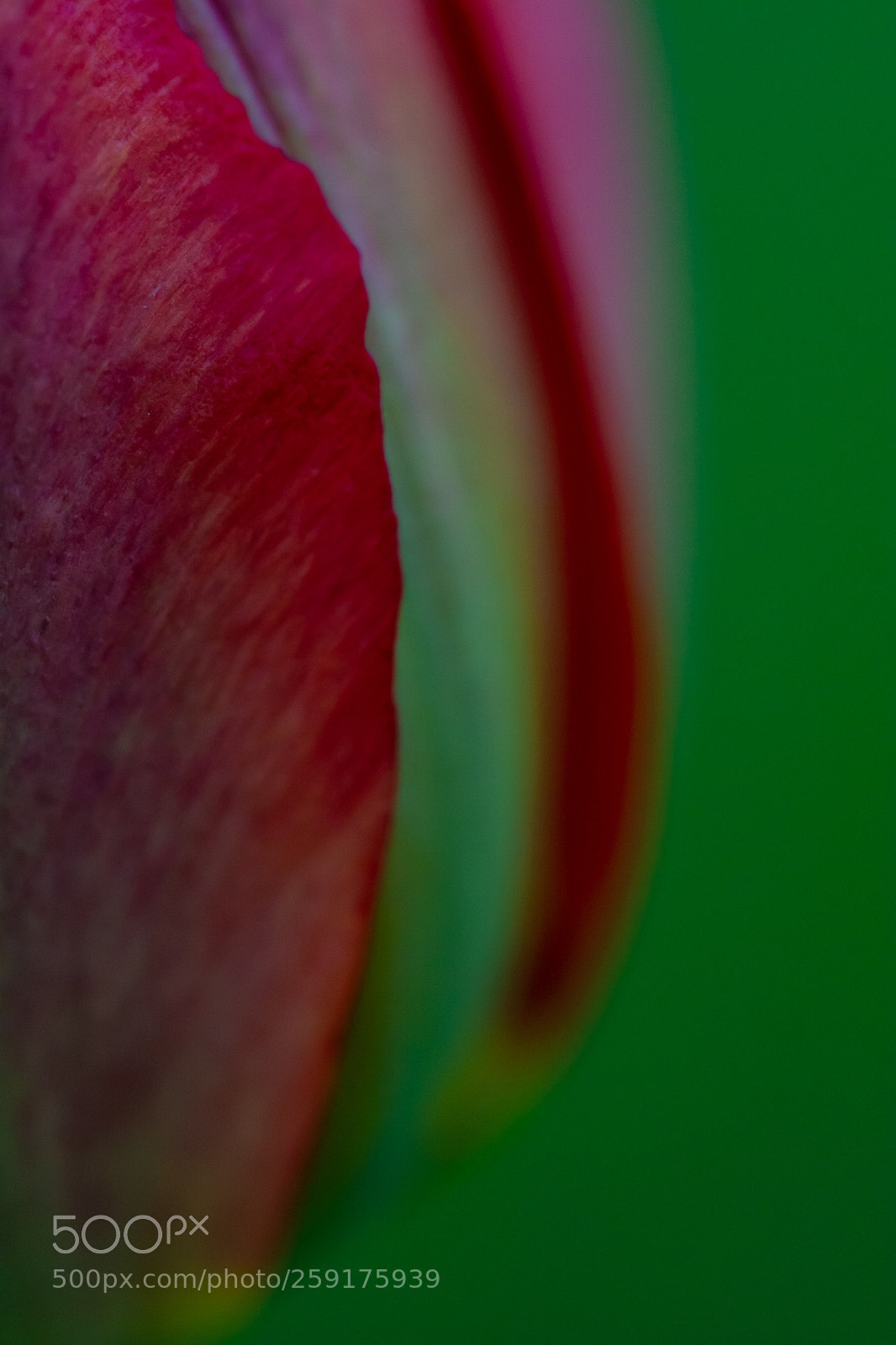 Nikon D7100 sample photo. Day 790 photography