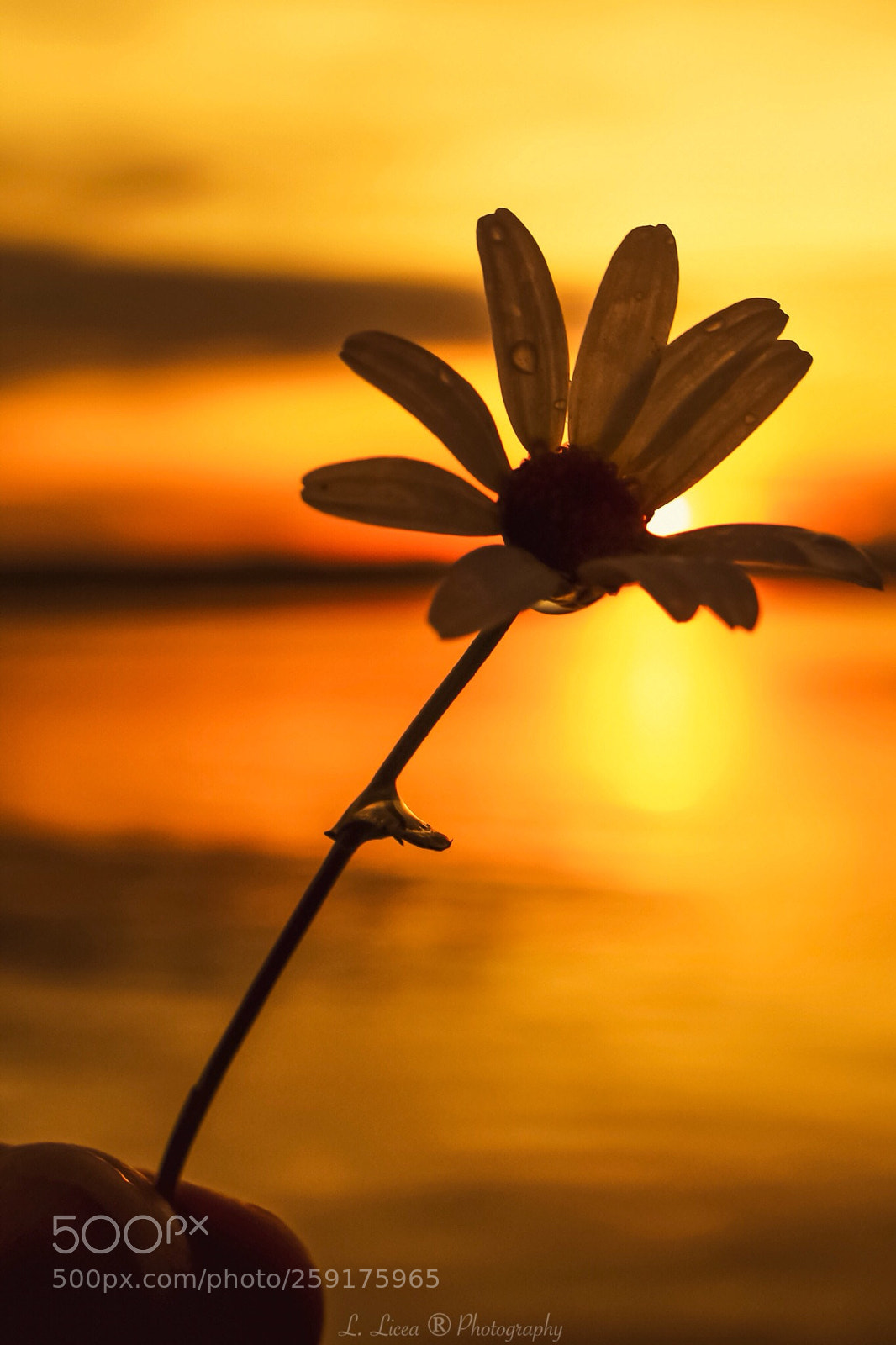 Canon EOS 6D Mark II sample photo. Caress of light 68 photography