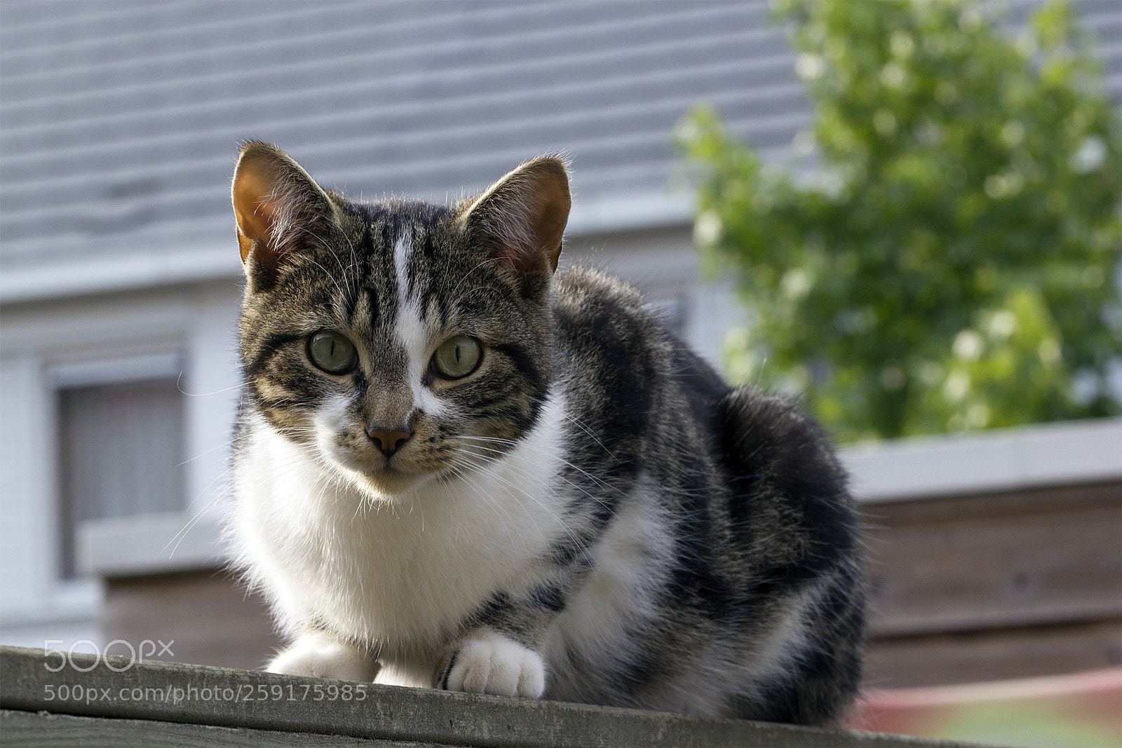 Canon EOS 550D (EOS Rebel T2i / EOS Kiss X4) sample photo. On the fence photography