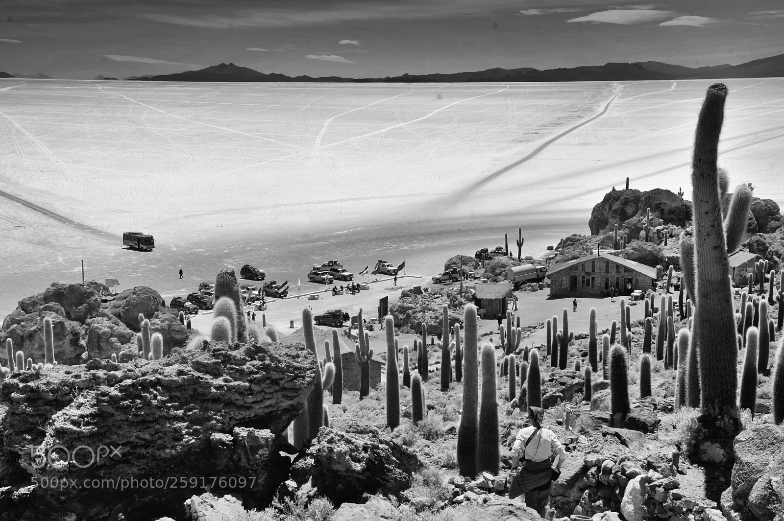 Nikon D700 sample photo. Cactus salar bolivie photography
