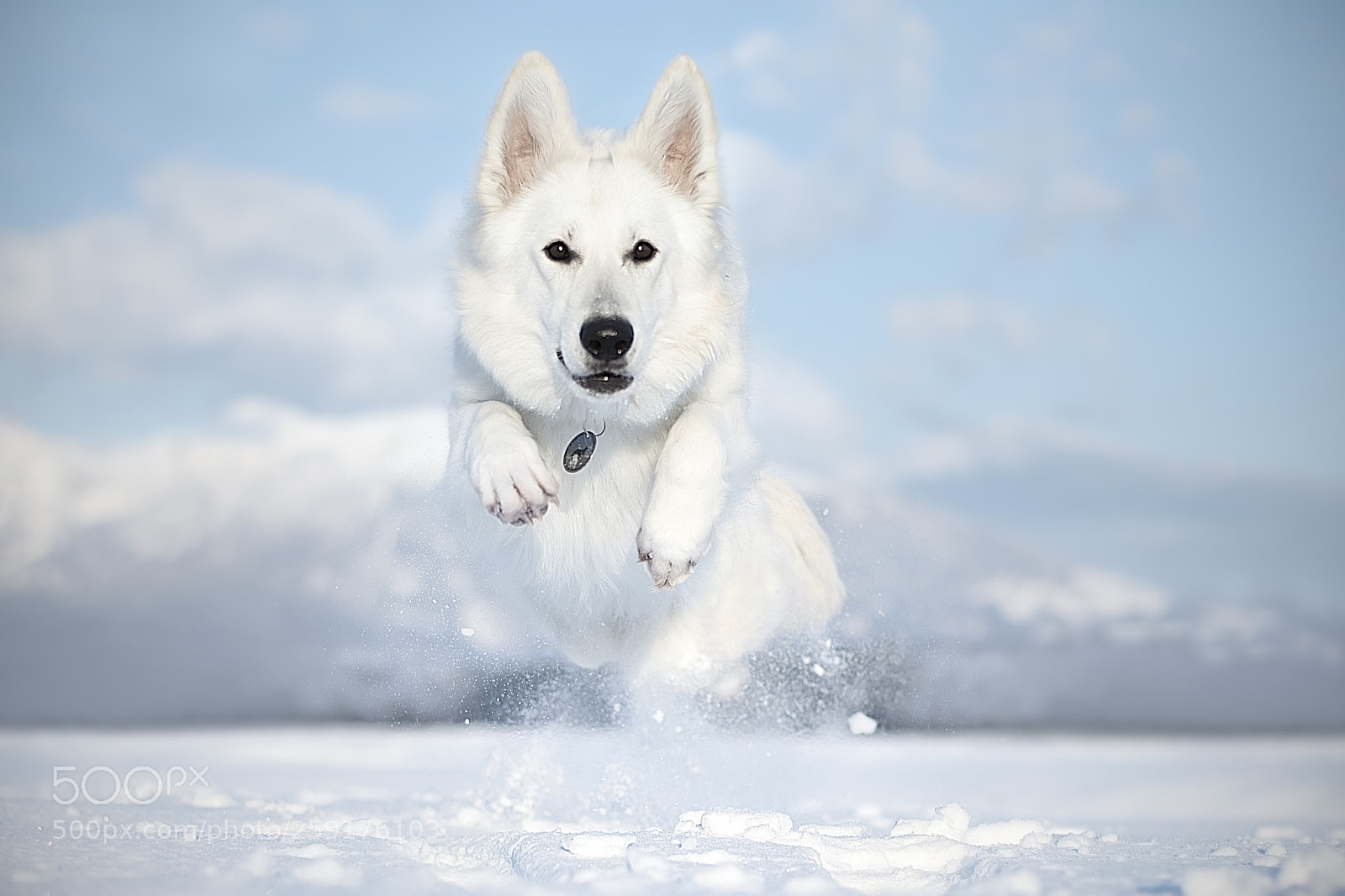 Nikon D500 sample photo. White shepherd jumping in photography