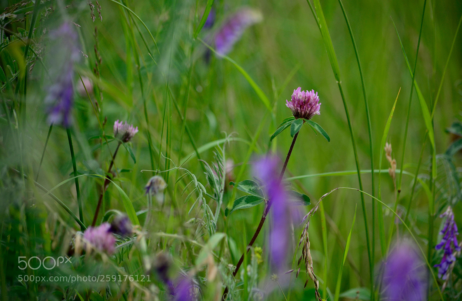 Nikon D5200 sample photo. Just walking in the photography