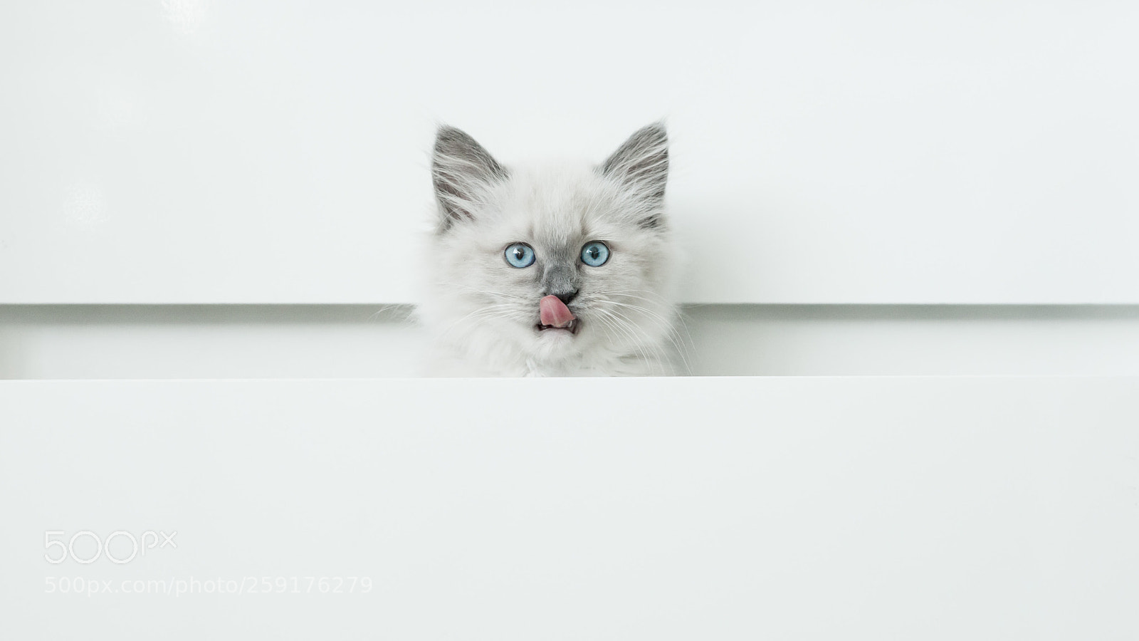 Canon EOS 5D Mark II sample photo. Erna the cat 4 photography